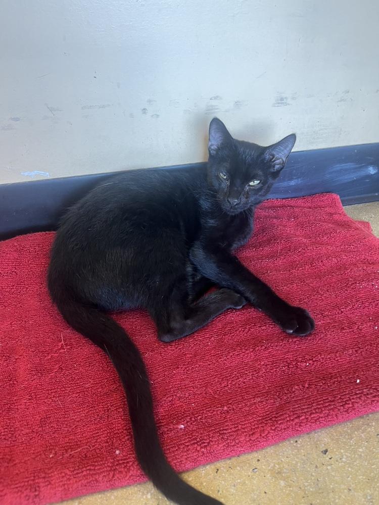 Justice, a Adoptable mixed breed in Powder Springs, GA image 5/5