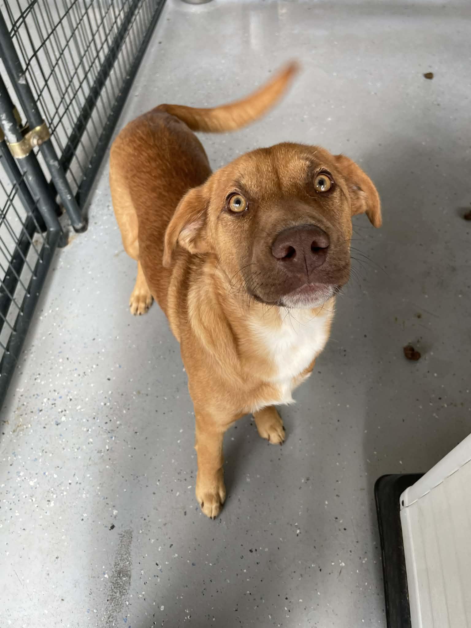Buddy, ADOPTABLE, Young Male Shepherd.