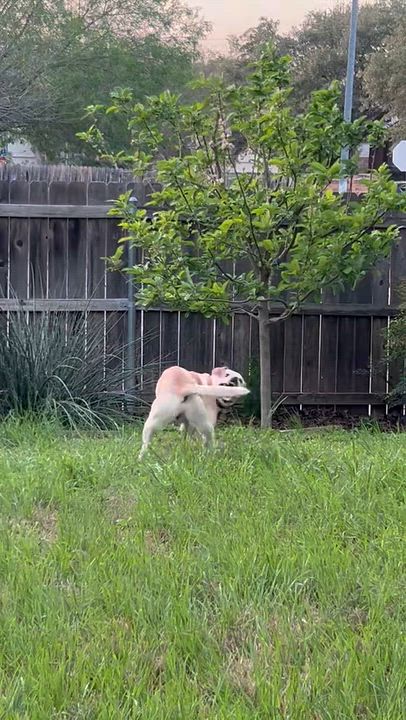 Enlarge Max, a Adoptable mixed breed in Burlington , VT video 4/5