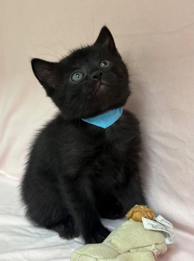 Jessamine, Adoptable, Kitten Female Domestic Short Hair.