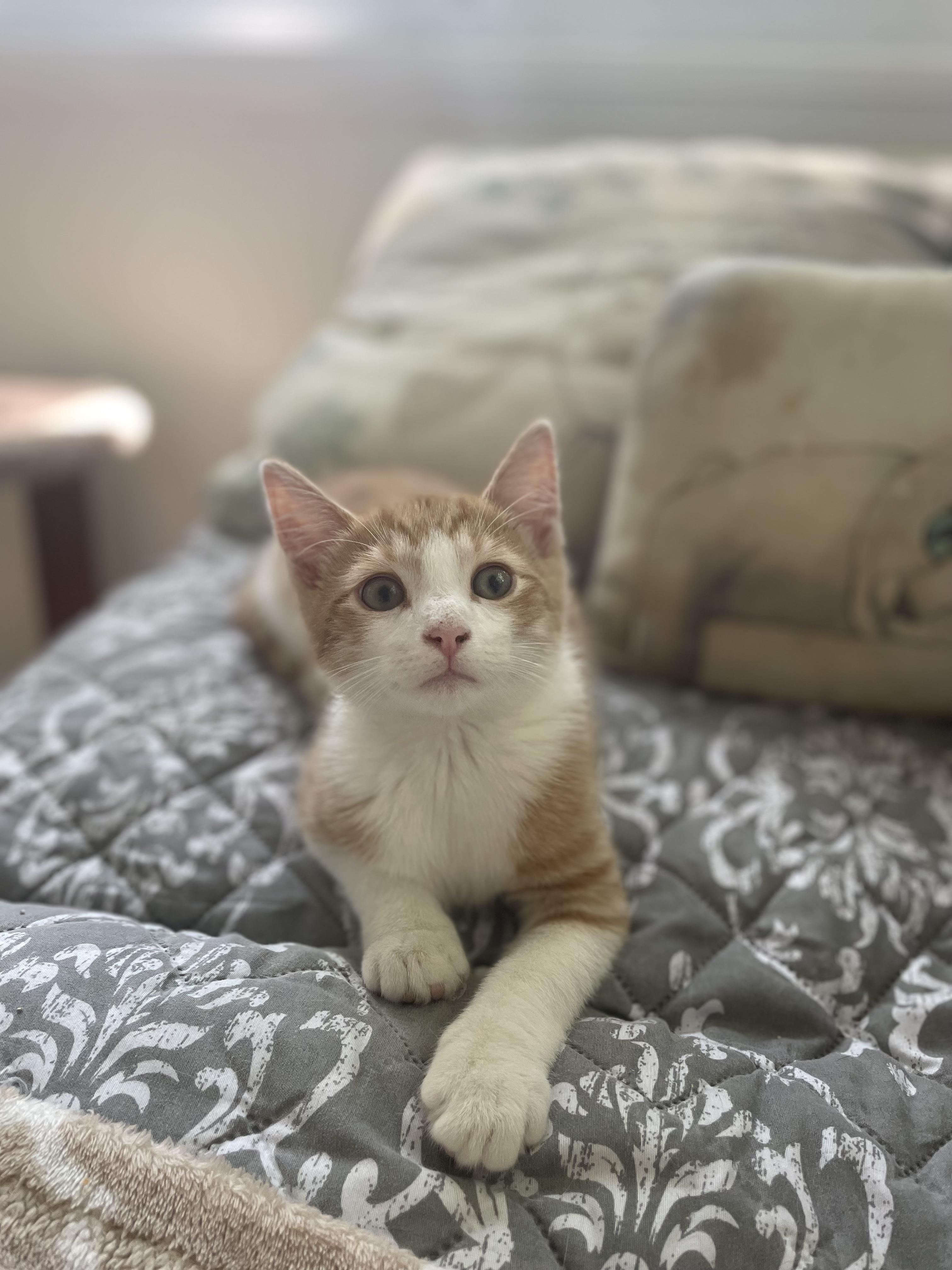 Enlarge Cannoli, a Adopted Domestic Short Hair in West Warwick, RI image 2/4