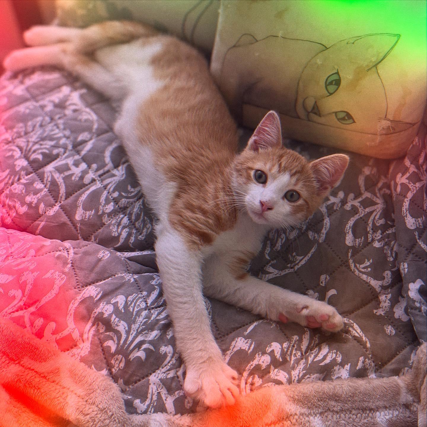 Cannoli, Adopted, Kitten Male Domestic Short Hair.