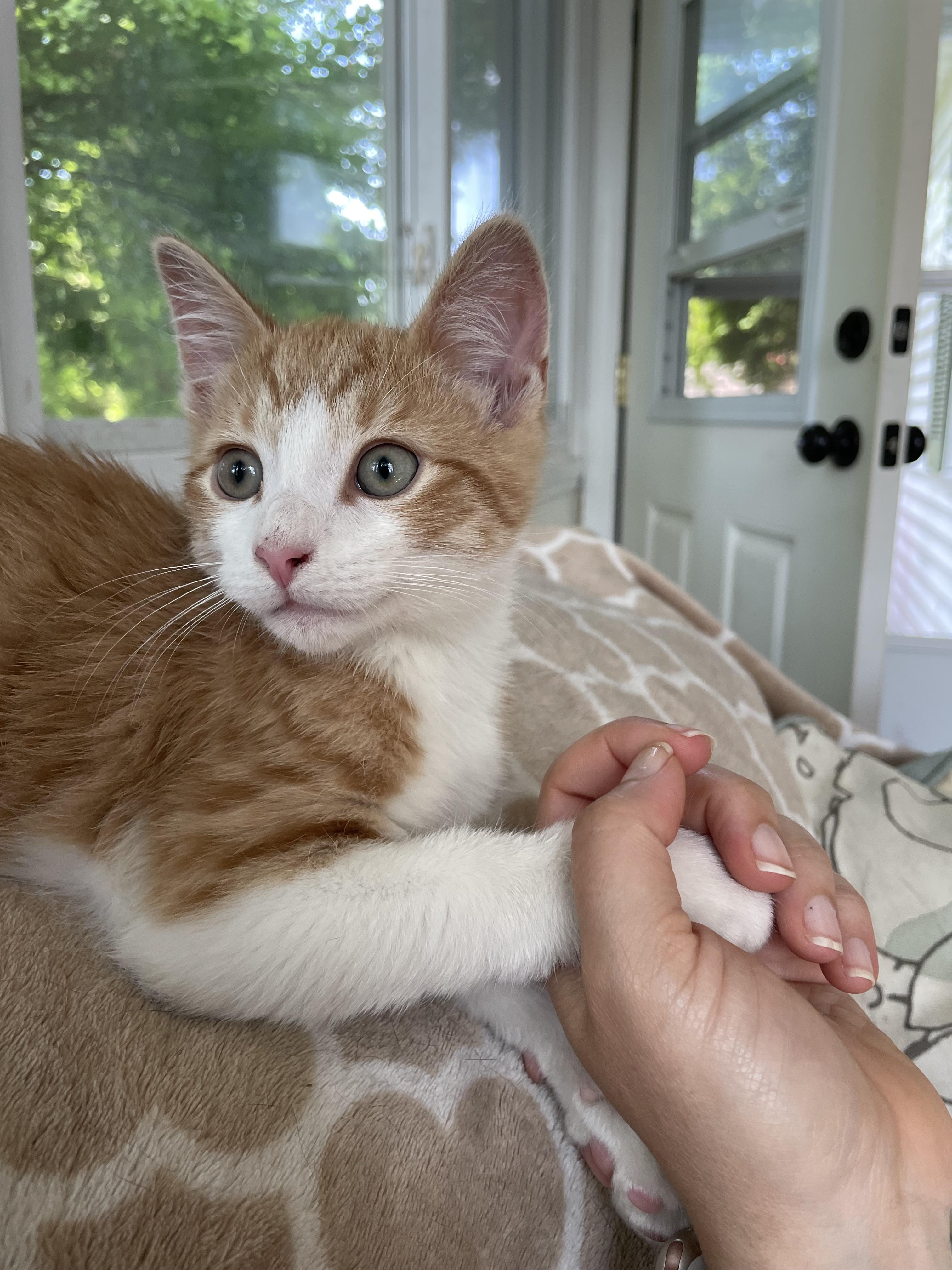 Enlarge Cannoli, a Adopted Domestic Short Hair in West Warwick, RI image 4/4