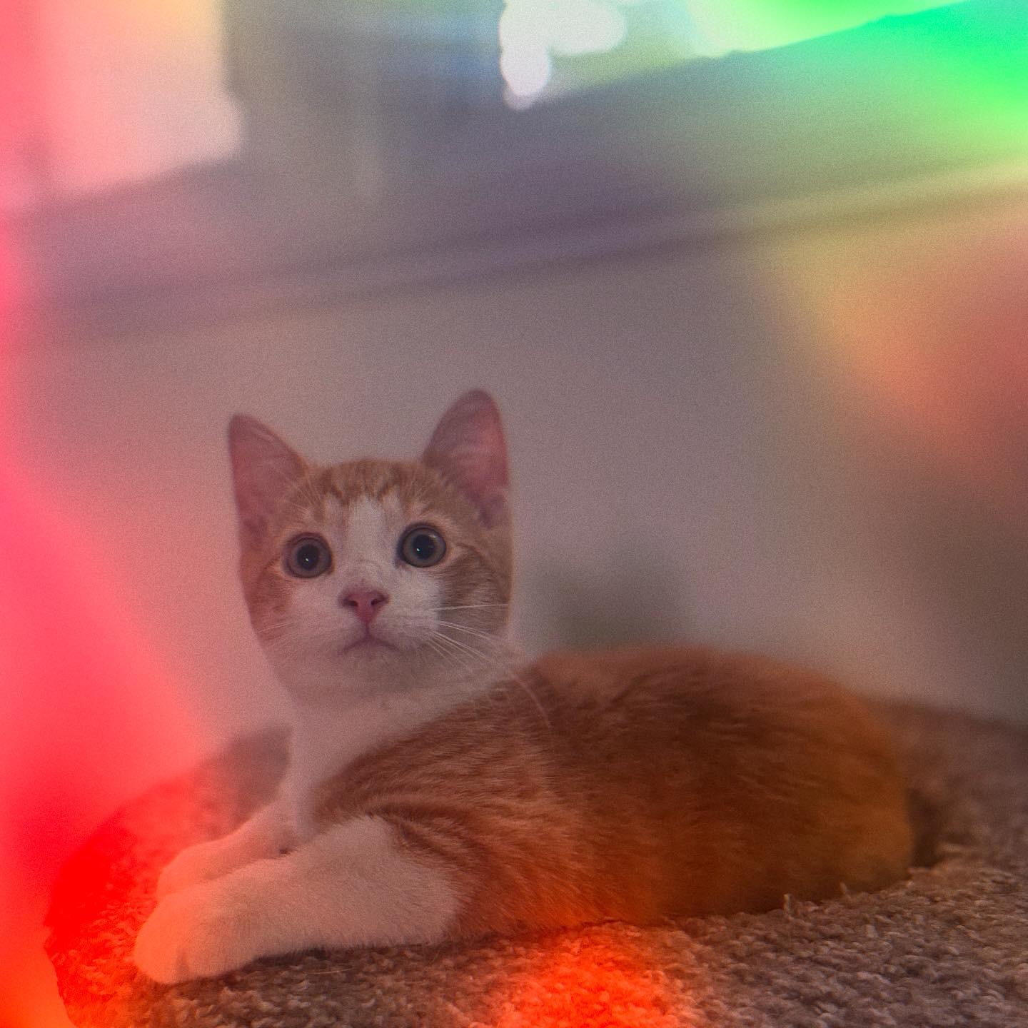 Enlarge Cannoli, a Adopted Domestic Short Hair in West Warwick, RI image 3/4