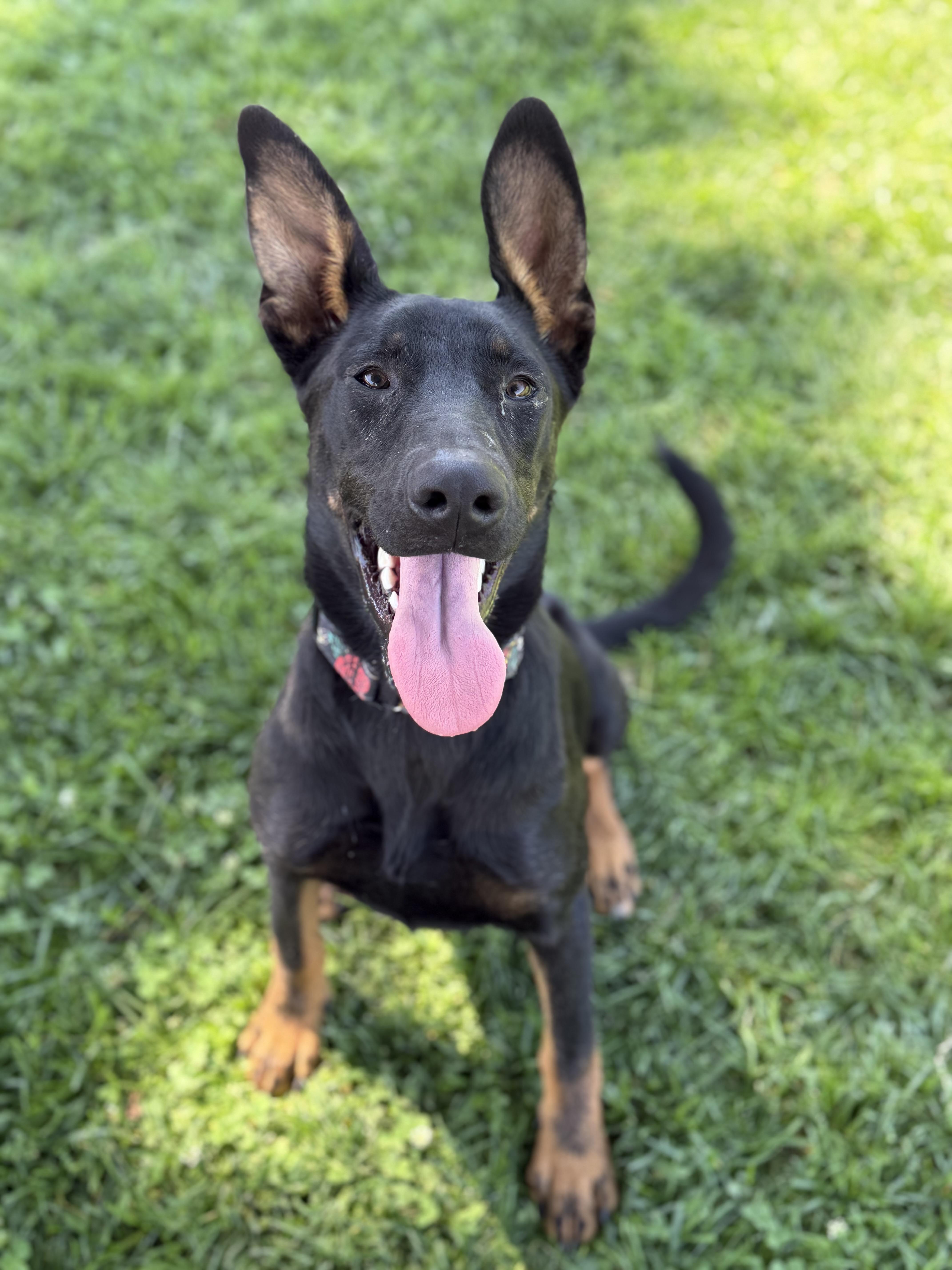 River, ADOPTABLE, Young Female Doberman Pinscher.