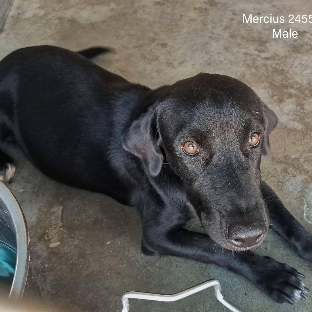 Enlarge Mercius, a Adoptable mixed breed in Edinburg, TX image 2/6
