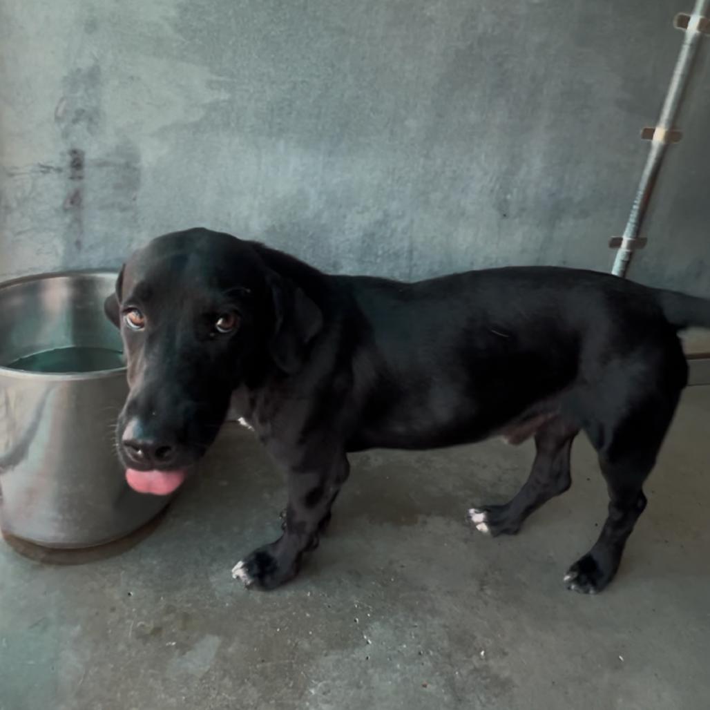 Enlarge Mercius, a Adoptable mixed breed in Edinburg, TX image 3/6