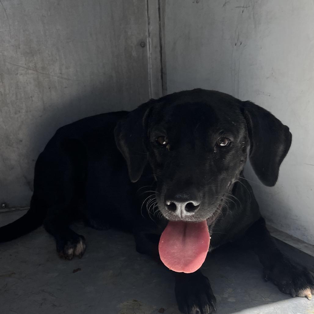 Enlarge Mercius, a Adoptable mixed breed in Edinburg, TX image 5/6
