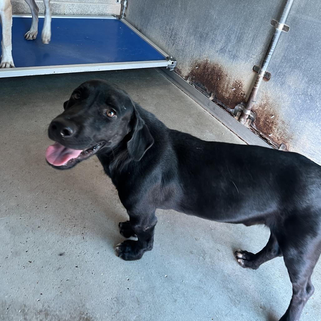 Enlarge Mercius, a Adoptable mixed breed in Edinburg, TX image 6/6