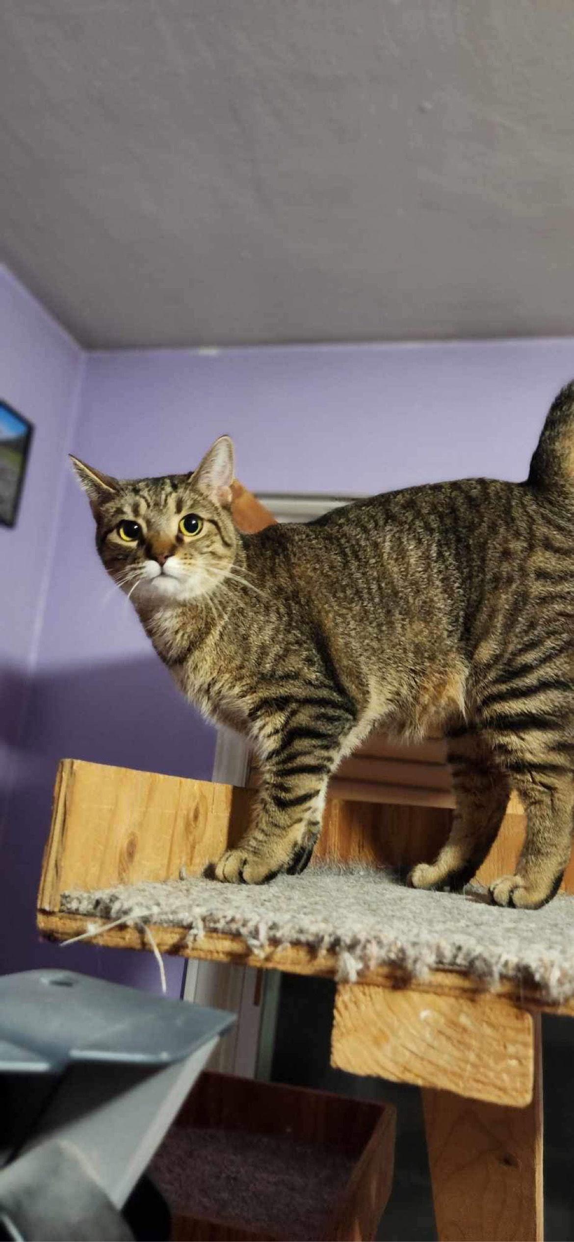 Lilly - AD, a Adoptable Domestic Short Hair in Clinton, MI image 2/3