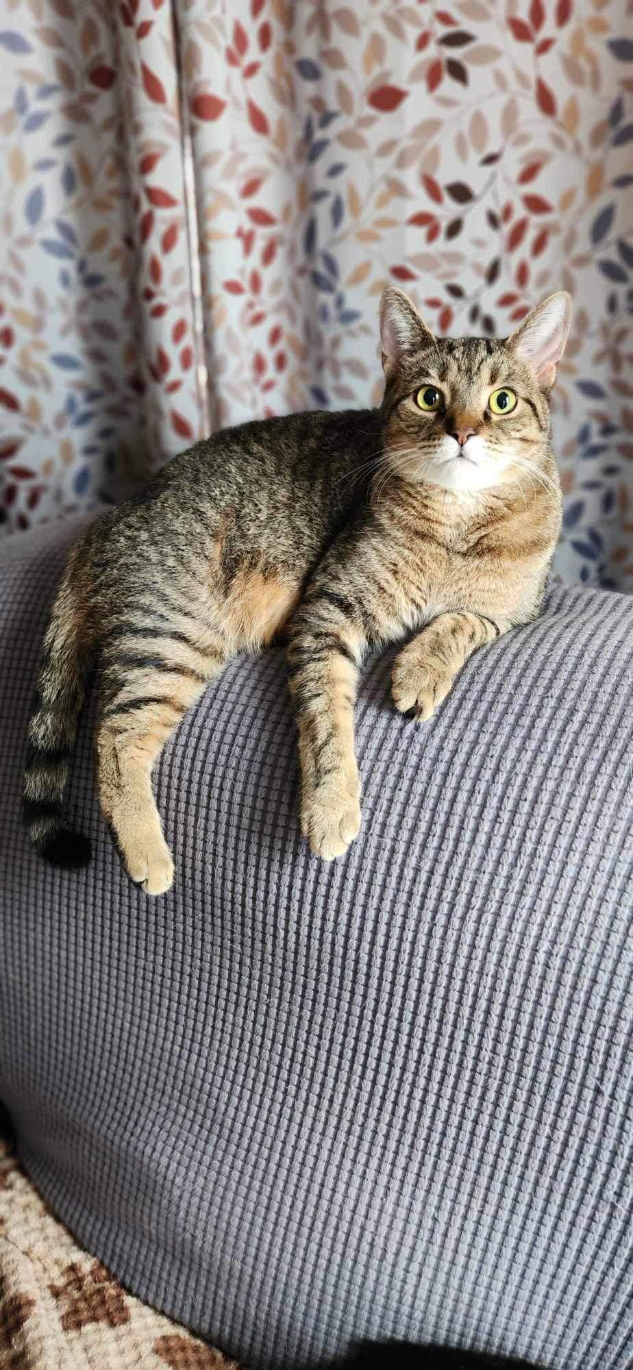 Lilly - AD, a Adoptable Domestic Short Hair in Clinton, MI image 1/6