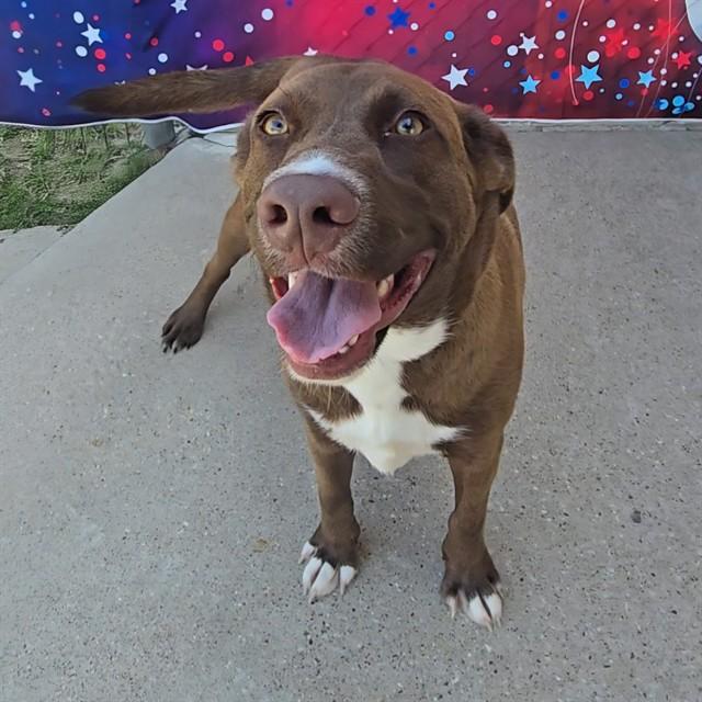 LUCKY, Adoptable, Young Male Labrador Retriever & Mixed Breed.