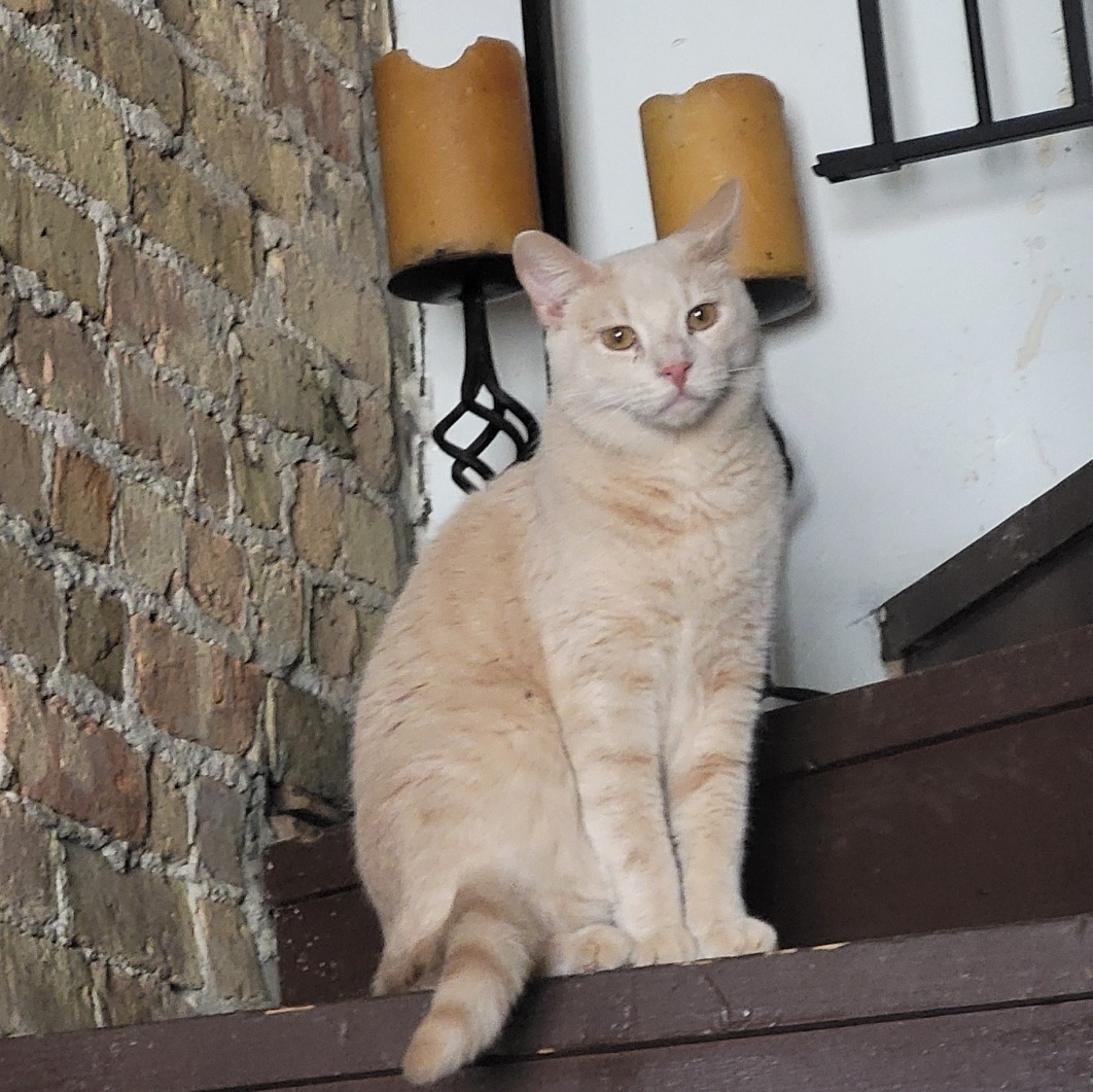 Sonny (Bonded pair with Cher), an adoptable Tabby, Domestic Short Hair in Chicago, IL, 60614 | Photo Image 2