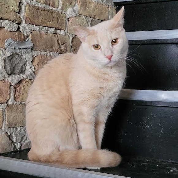 Sonny, Adoptable, Adult Male Tabby & Domestic Short Hair.