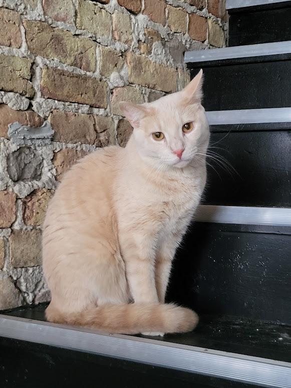 Sonny (Bonded pair with Cher), an adoptable Tabby, Domestic Short Hair in Chicago, IL, 60614 | Photo Image 1