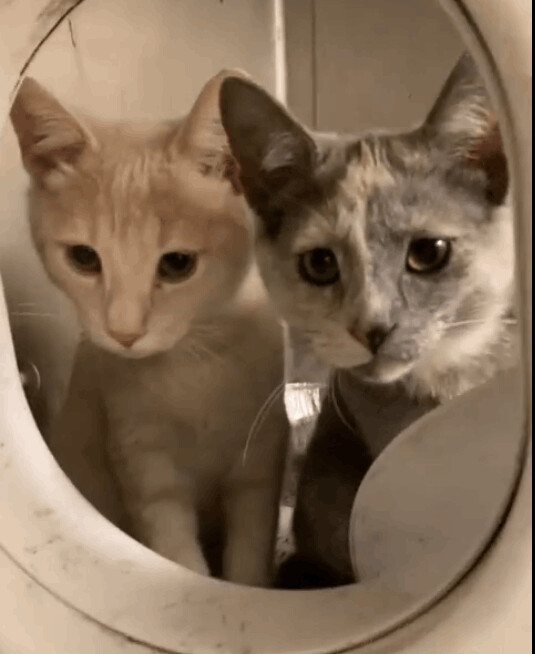 Sonny (Bonded pair with Cher), an adoptable Tabby, Domestic Short Hair in Chicago, IL, 60614 | Photo Image 3