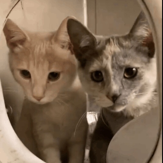 Sonny, a Adoptable mixed breed in Chicago, IL image 3/4