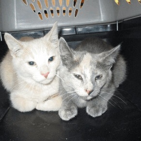 Sonny, a Adoptable mixed breed in Chicago, IL image 4/4