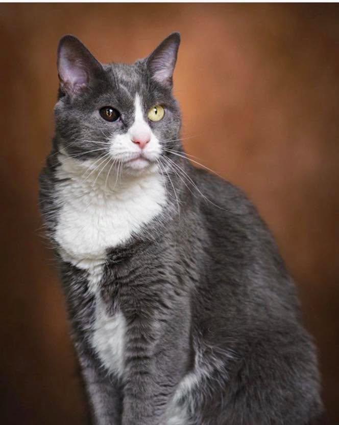 Gracie, Adopted, Senior Female Domestic Short Hair.