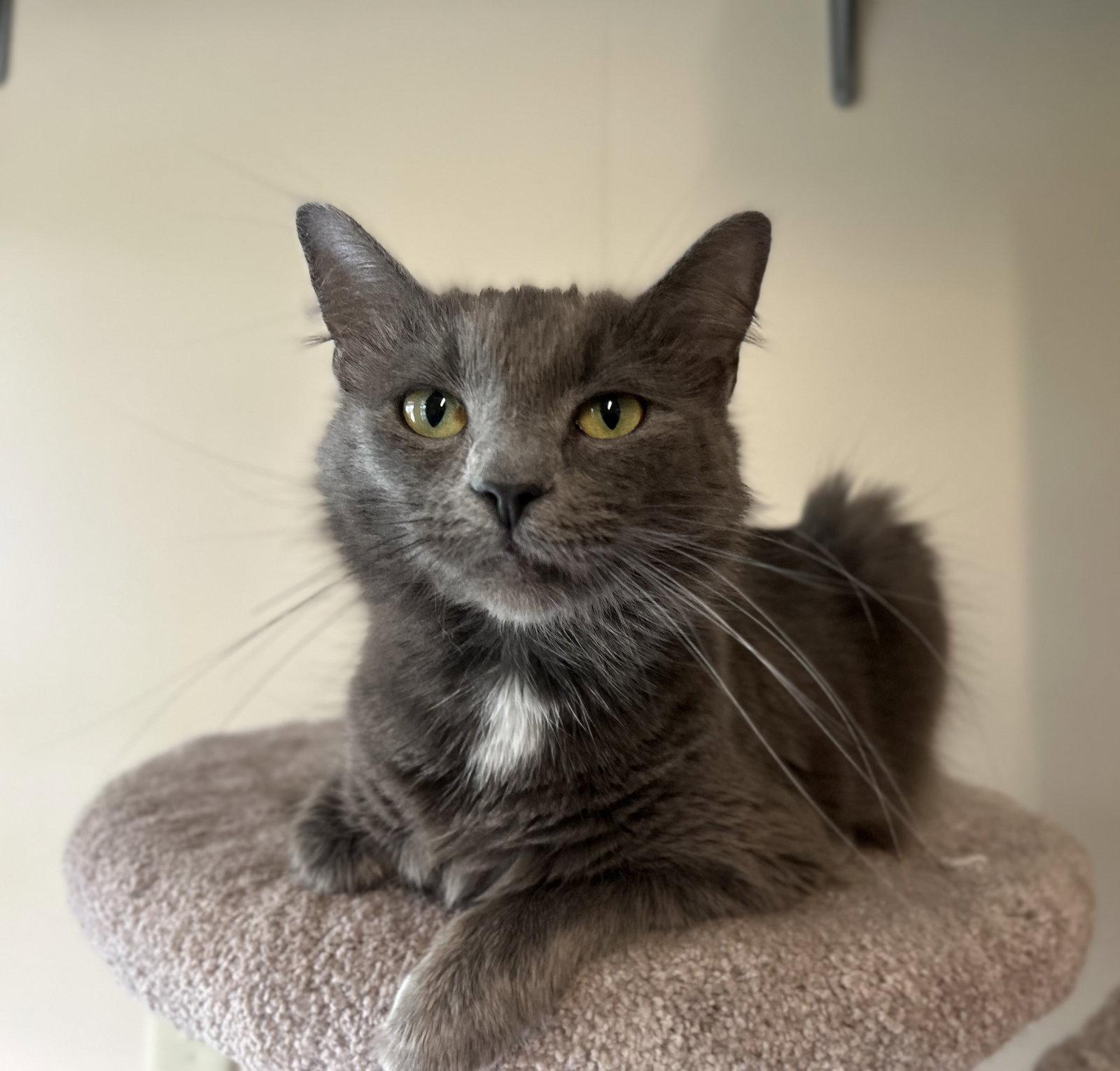 Enlarge Willow, a Adoptable Domestic Medium Hair in Arlington, VT image 1/1