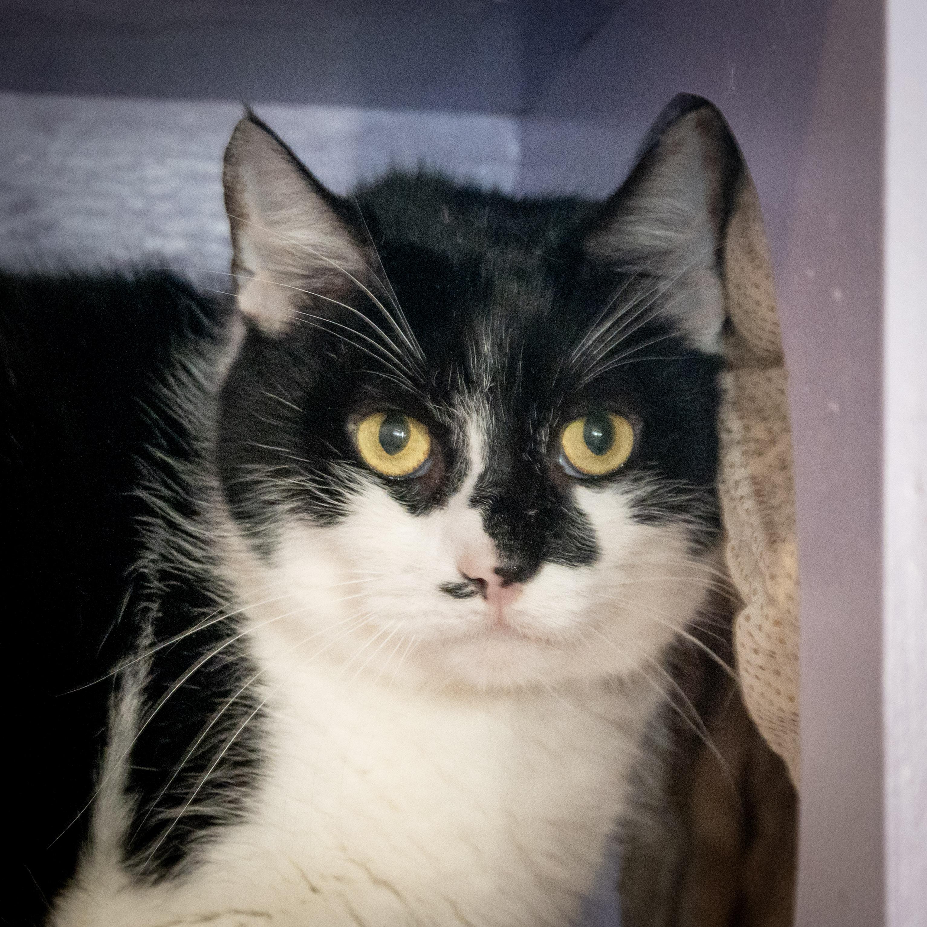 Cream Delight, an adopted Domestic Short Hair in Victor, NY image 5/6