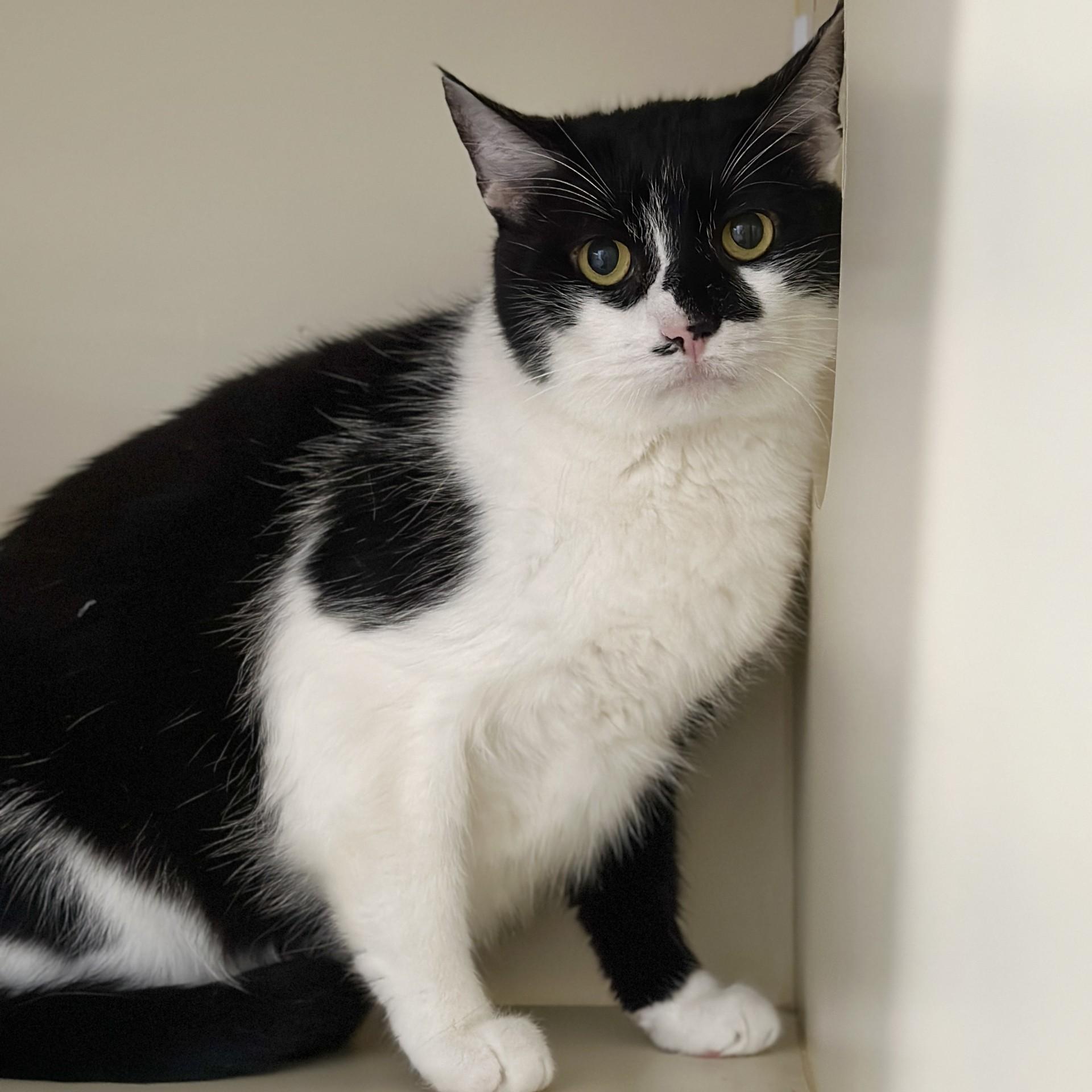 Cream Delight, an adopted Domestic Short Hair in Victor, NY image 2/6