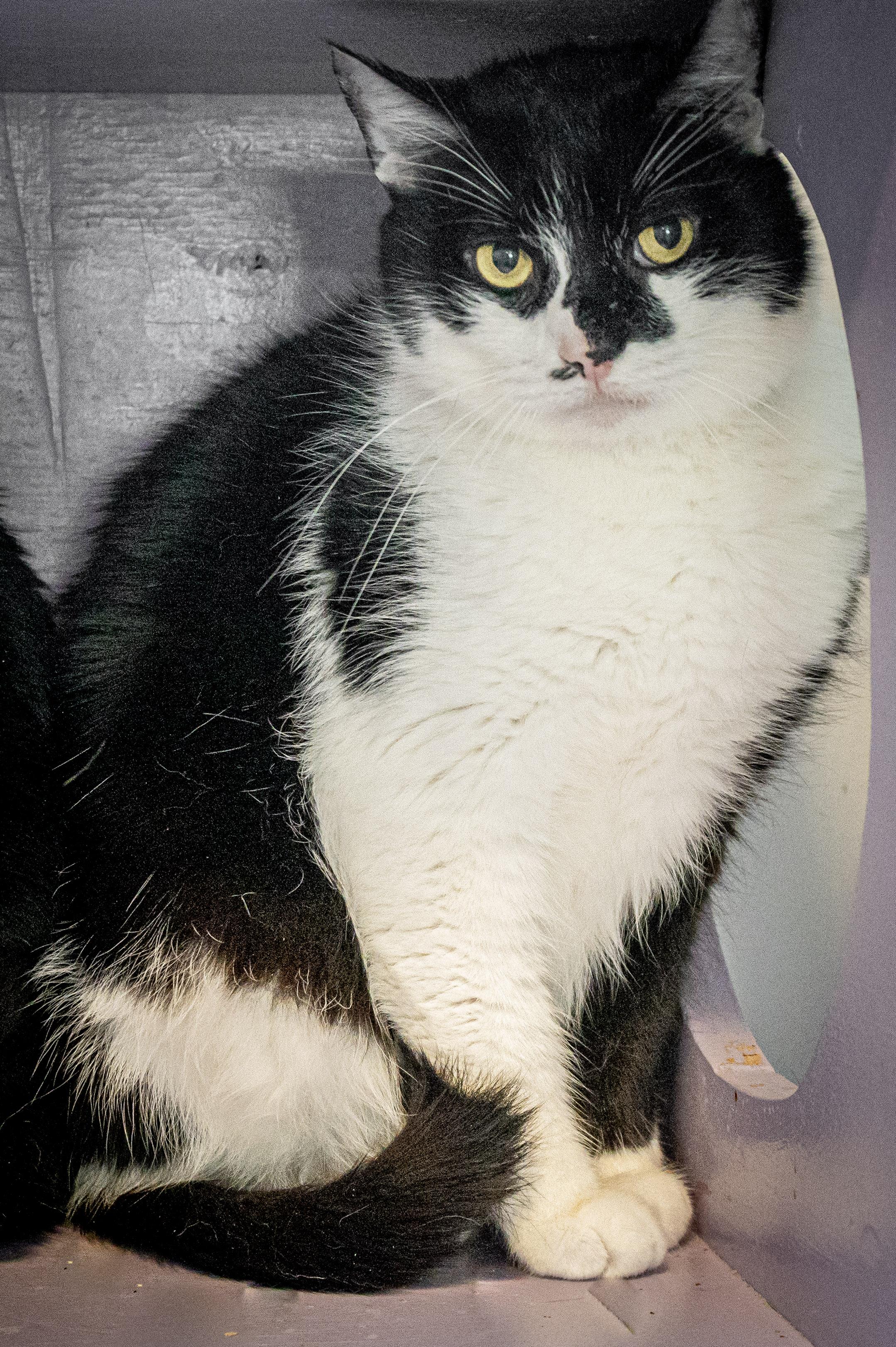 Cream Delight, an adopted Domestic Short Hair in Victor, NY image 6/6