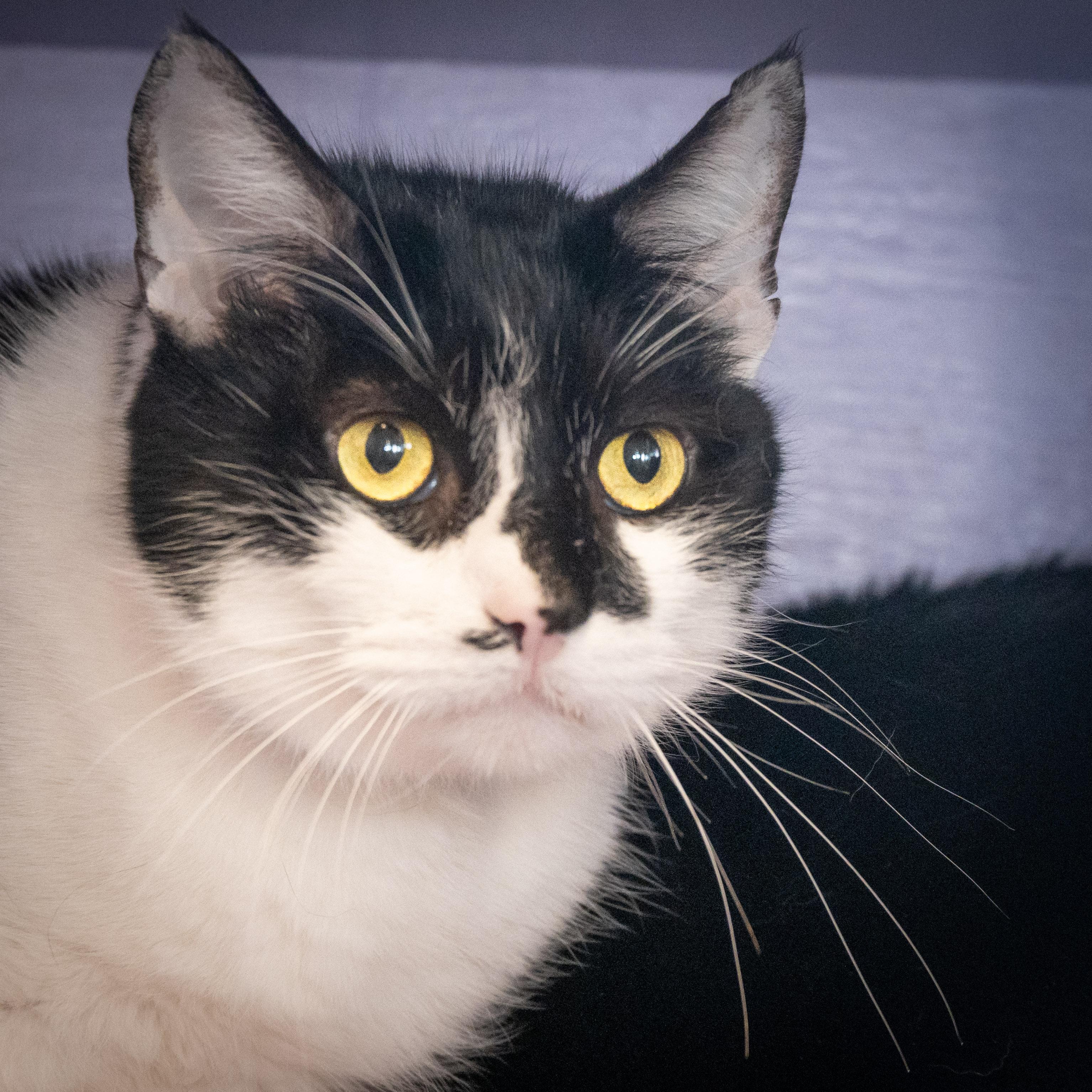 Cream Delight, an adopted Domestic Short Hair in Victor, NY image 4/6