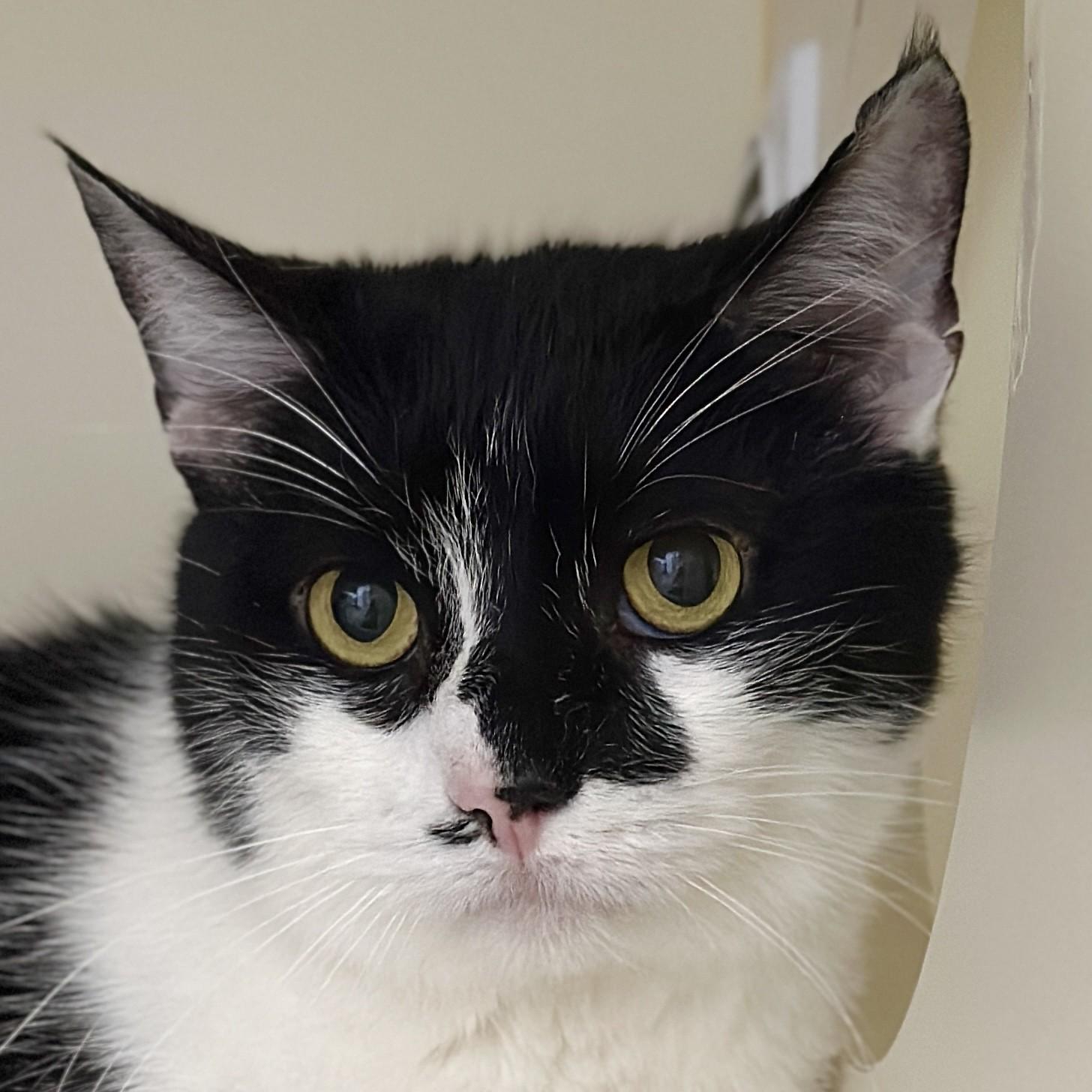 Cream Delight, an adopted Domestic Short Hair in Victor, NY image 1/6