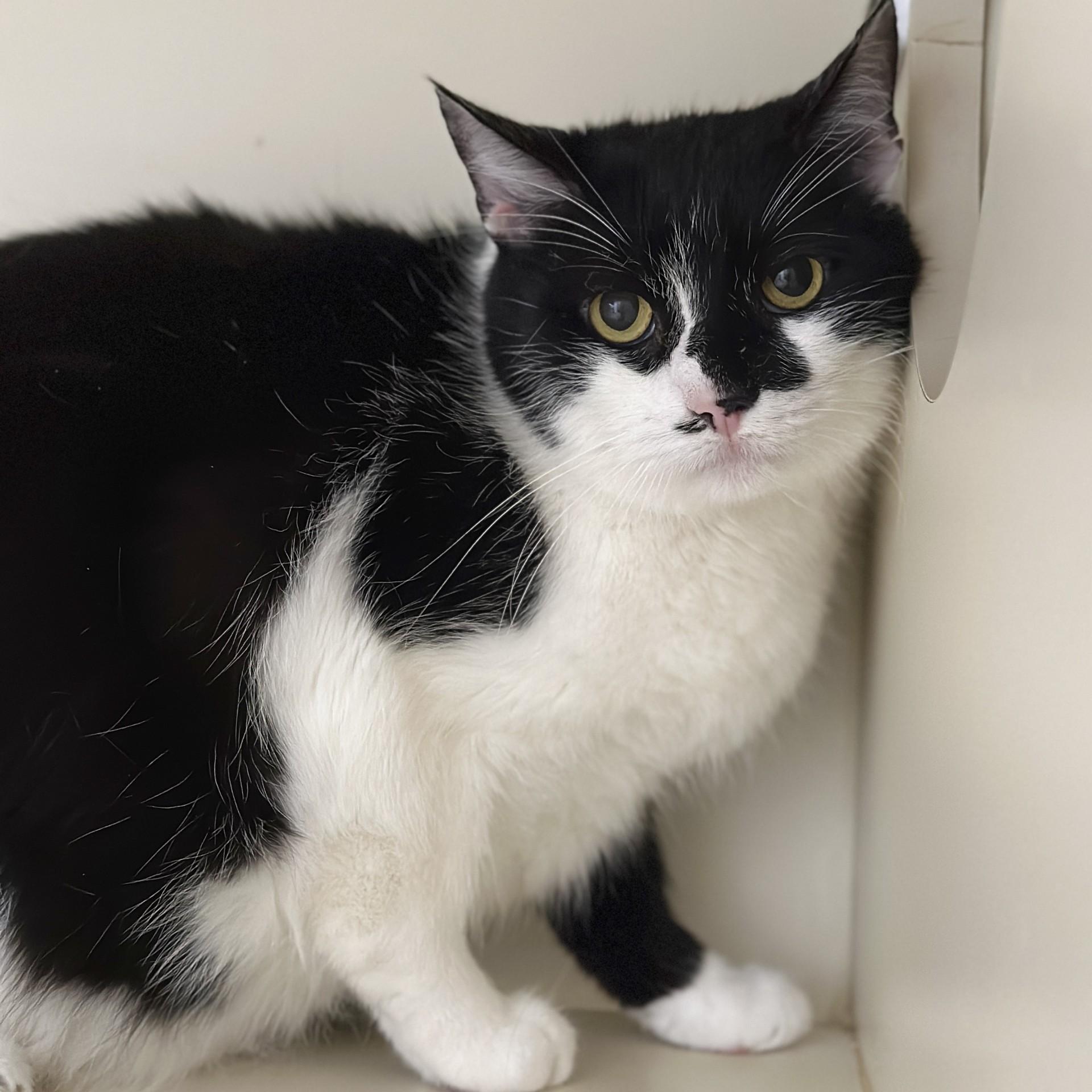 Cream Delight, an adopted Domestic Short Hair in Victor, NY image 3/6