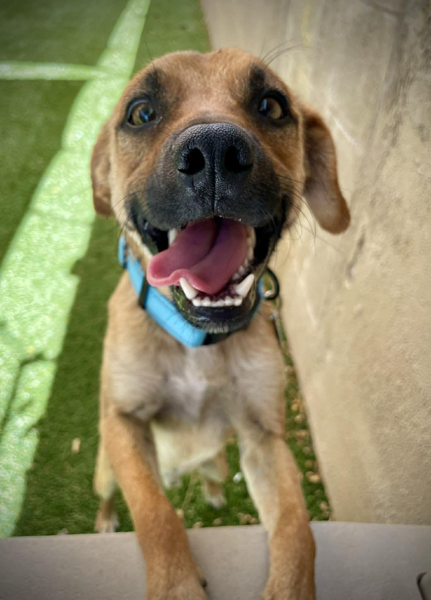 Nectar, adoptable, Young Male Golden Retriever.