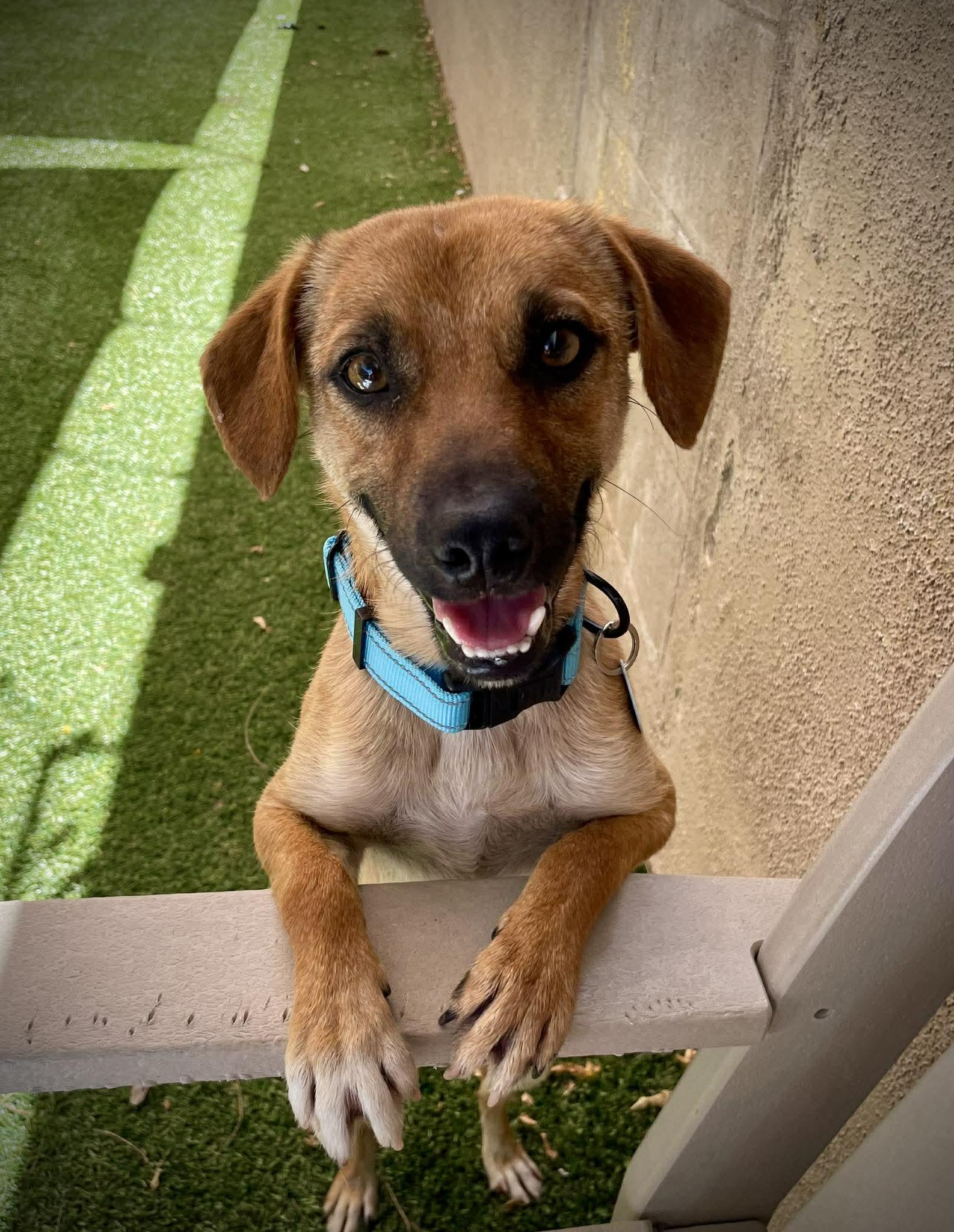 Enlarge Nectar, an adoptable mixed breed in Phoenix, AZ image 2/6
