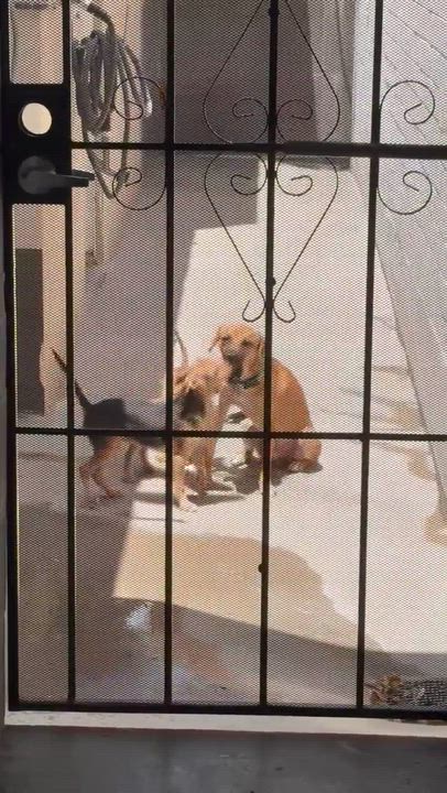 Enlarge Nectar, an adoptable mixed breed in Phoenix, AZ video 6/6