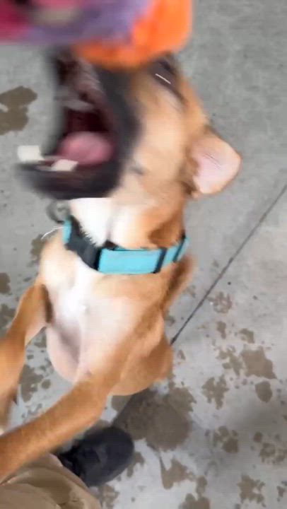Enlarge Nectar, an adoptable mixed breed in Phoenix, AZ video 5/6