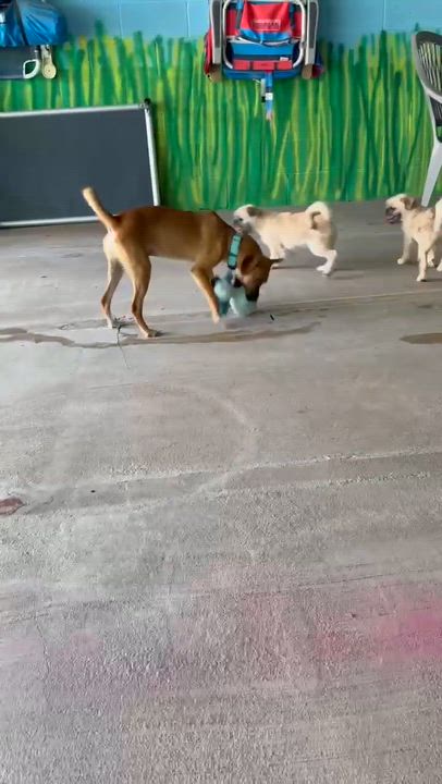 Enlarge Nectar, an adoptable mixed breed in Phoenix, AZ video 3/6