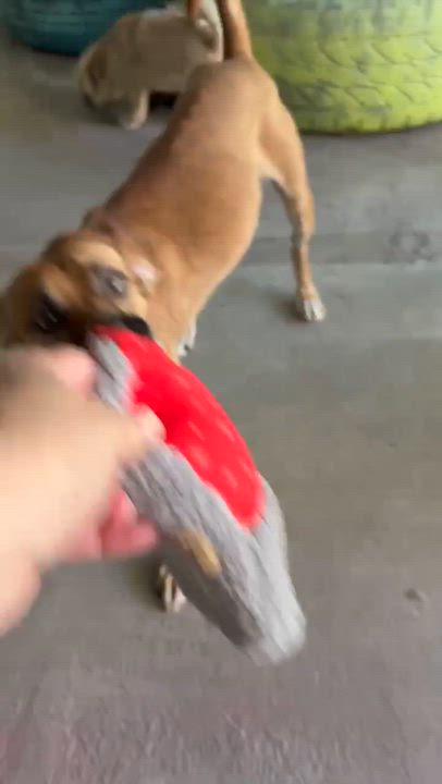 Enlarge Nectar, an adoptable mixed breed in Phoenix, AZ video 4/6