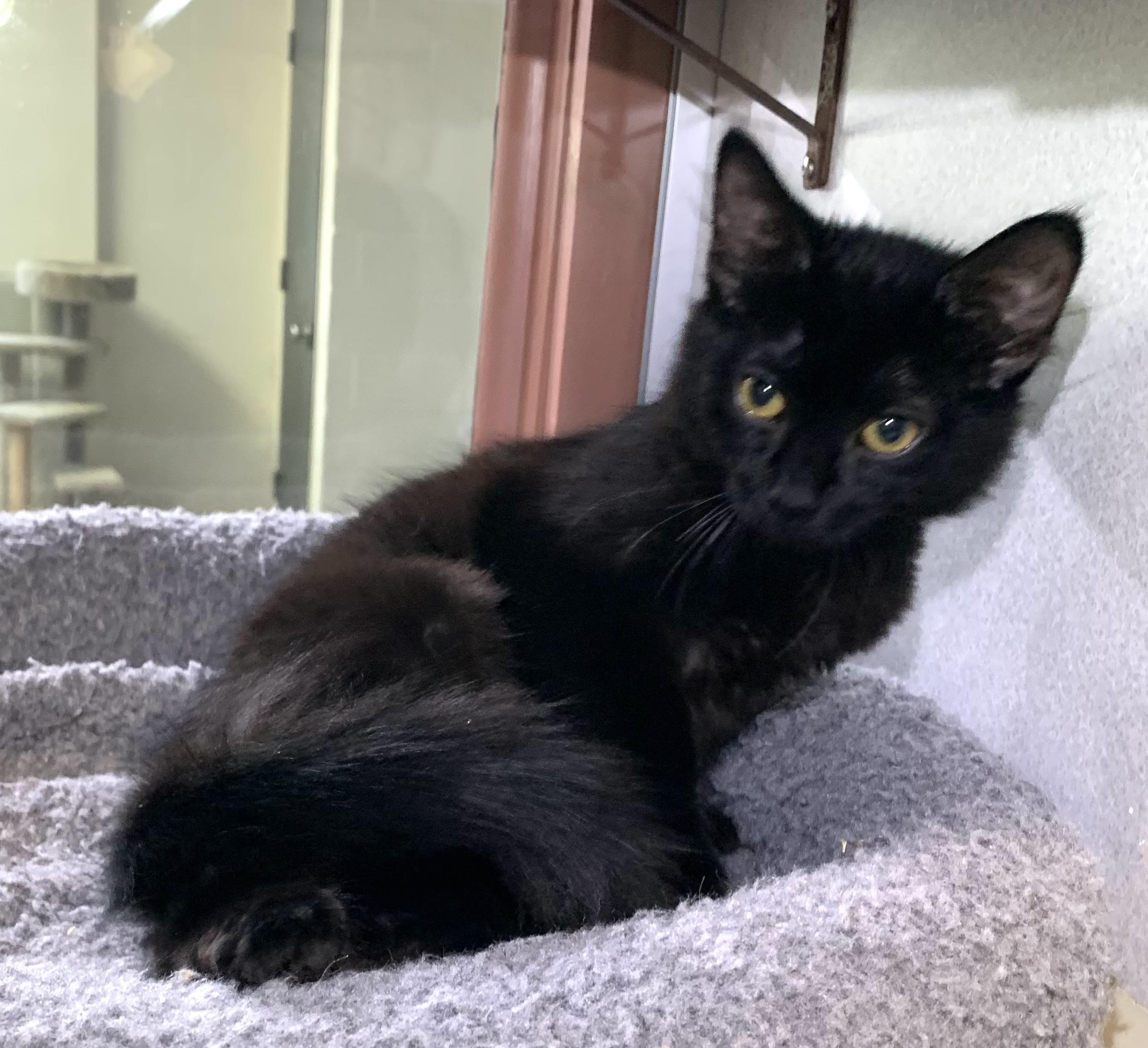 Enlarge Clover, a ADOPTABLE mixed breed in Massena, NY image 1/1