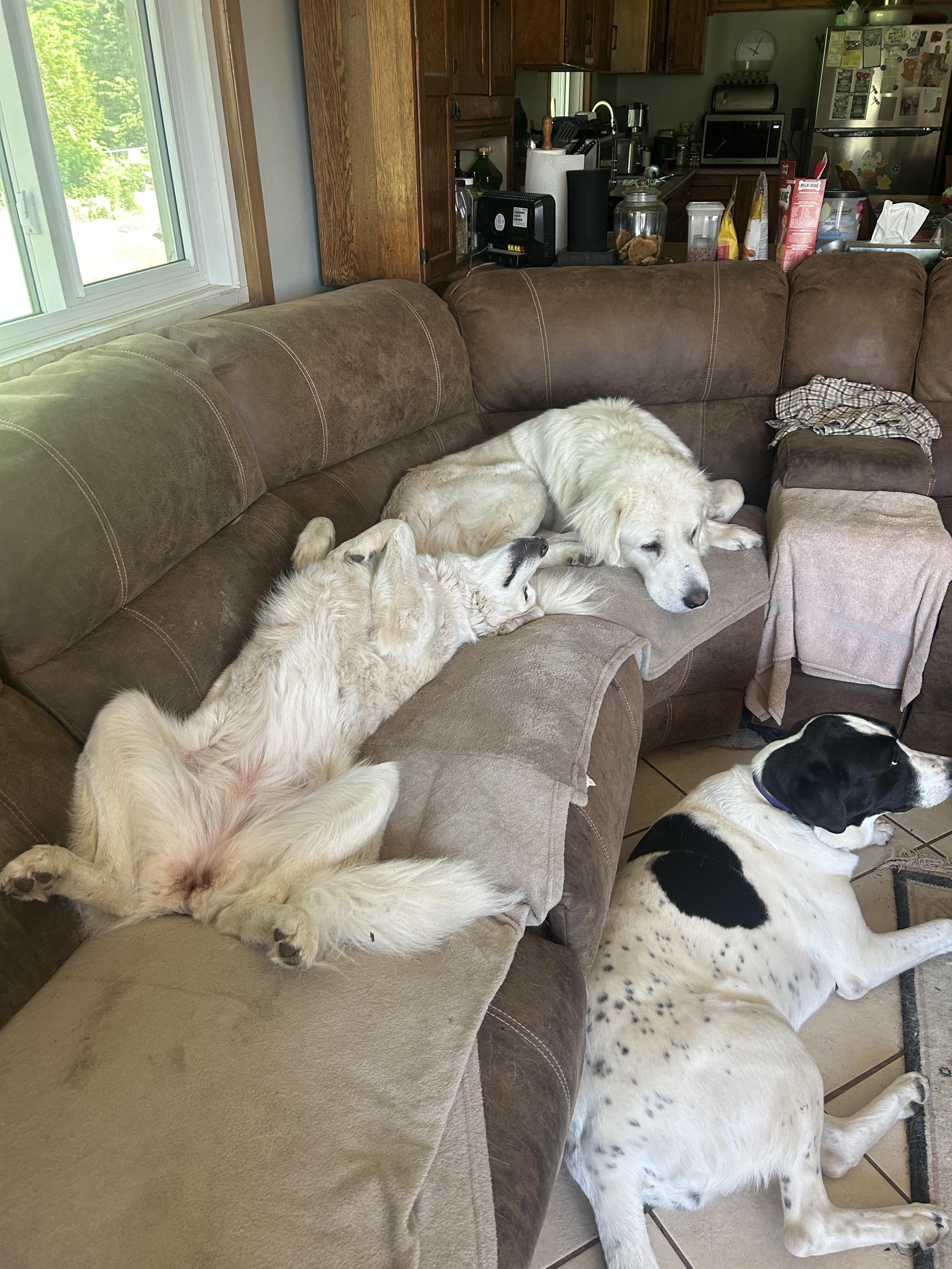 Bo, an adoptable mixed breed in Acton, ON image 3/3