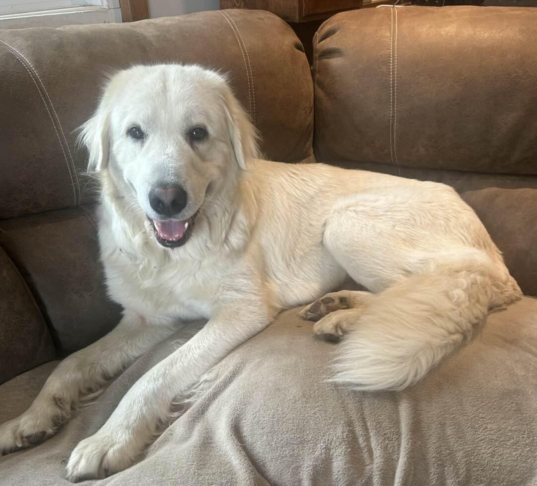 Bo, Adoptable, Young Male Great Pyrenees.