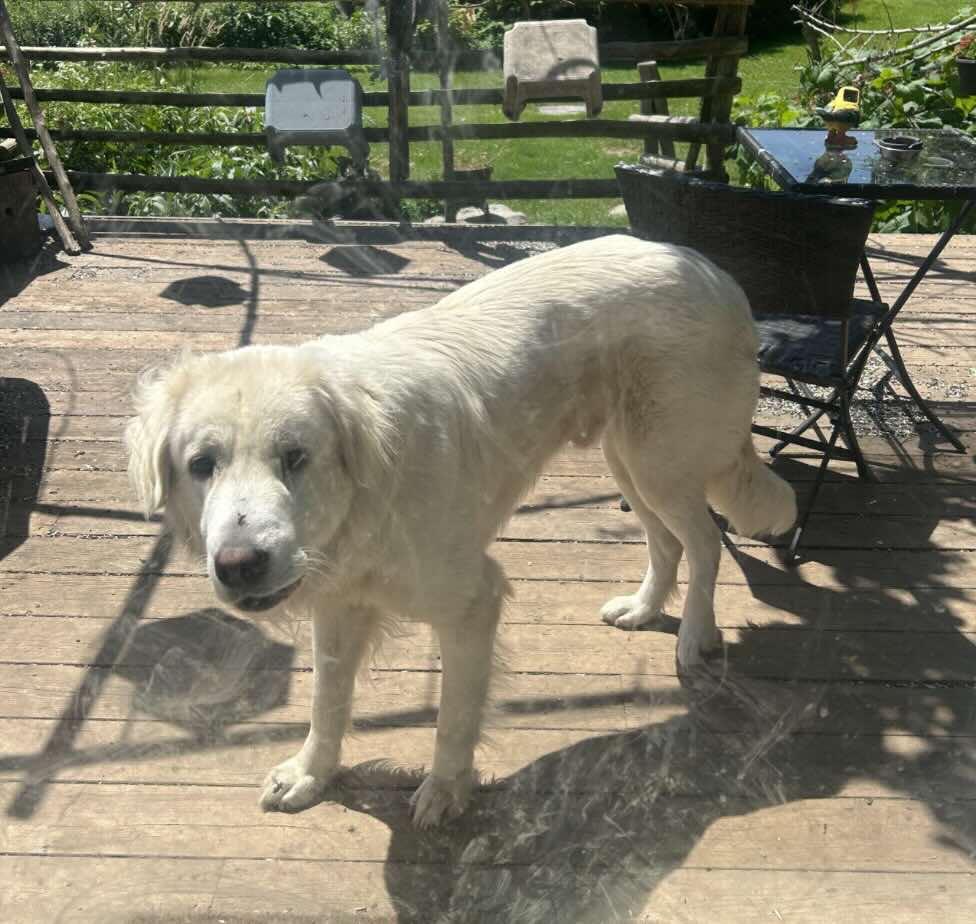 Bo, an adoptable mixed breed in Acton, ON image 2/3