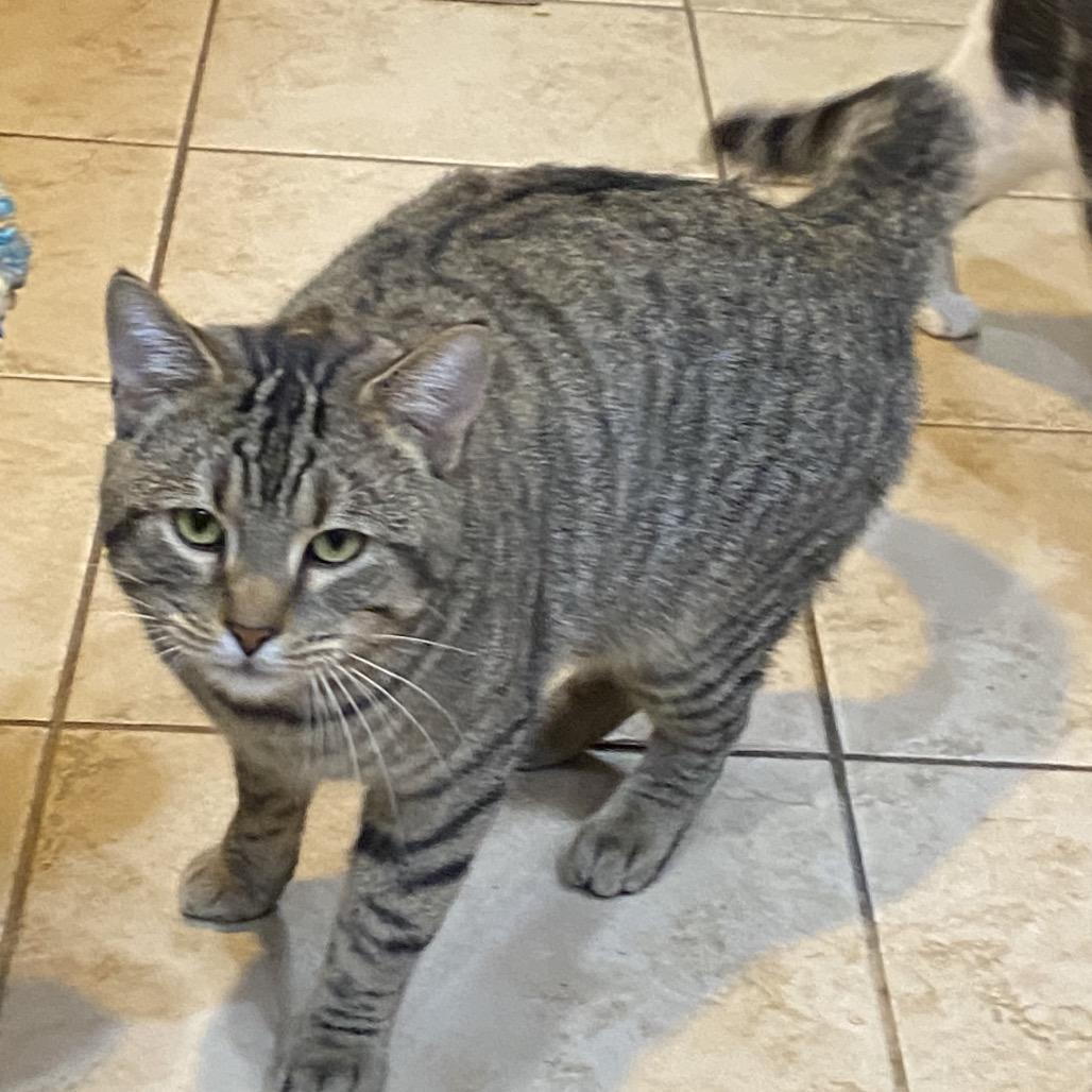 Enlarge Chuck, a Adoptable Domestic Short Hair in Irwin, PA image 1/1