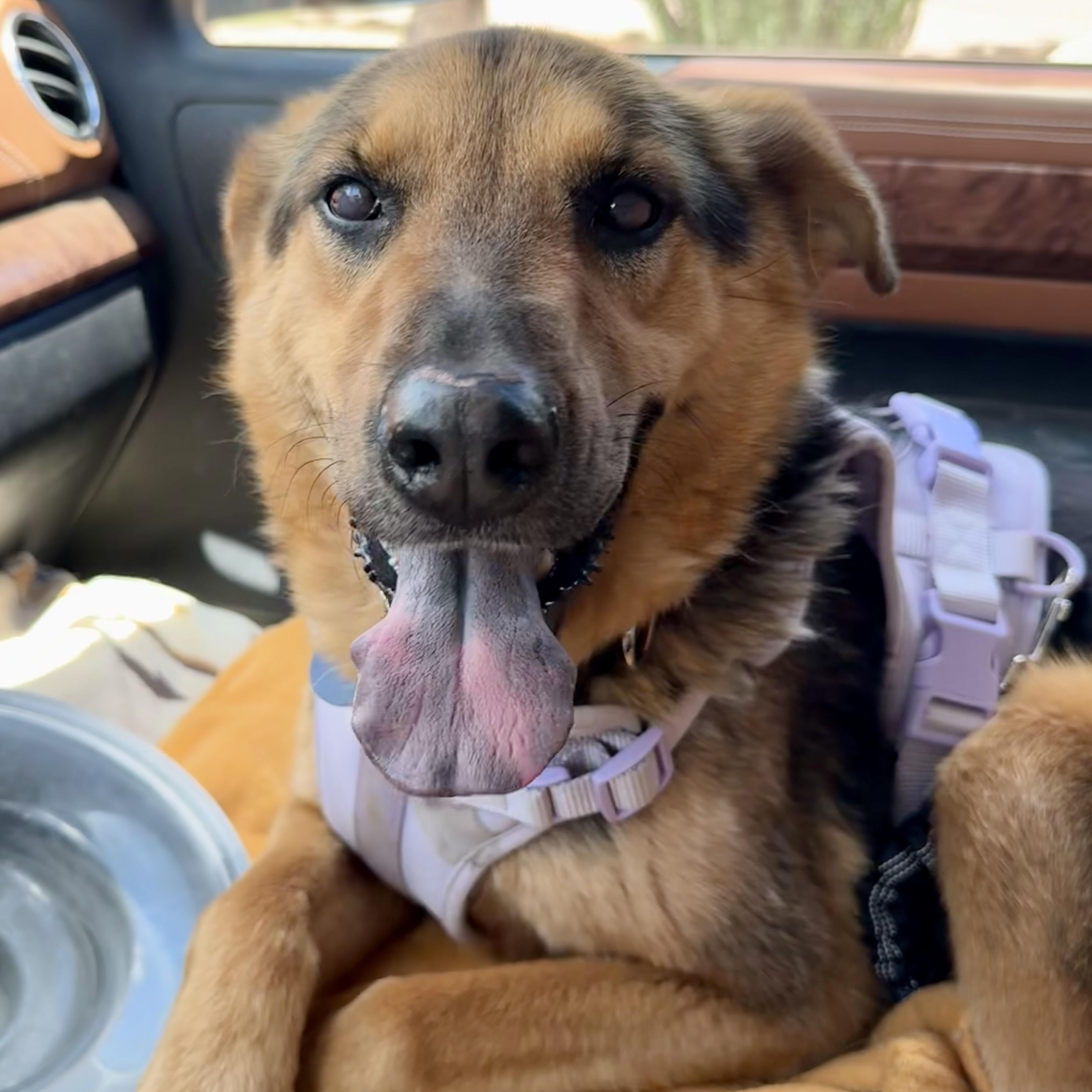 Daisy, ADOPTABLE, Adult Female German Shepherd Dog.