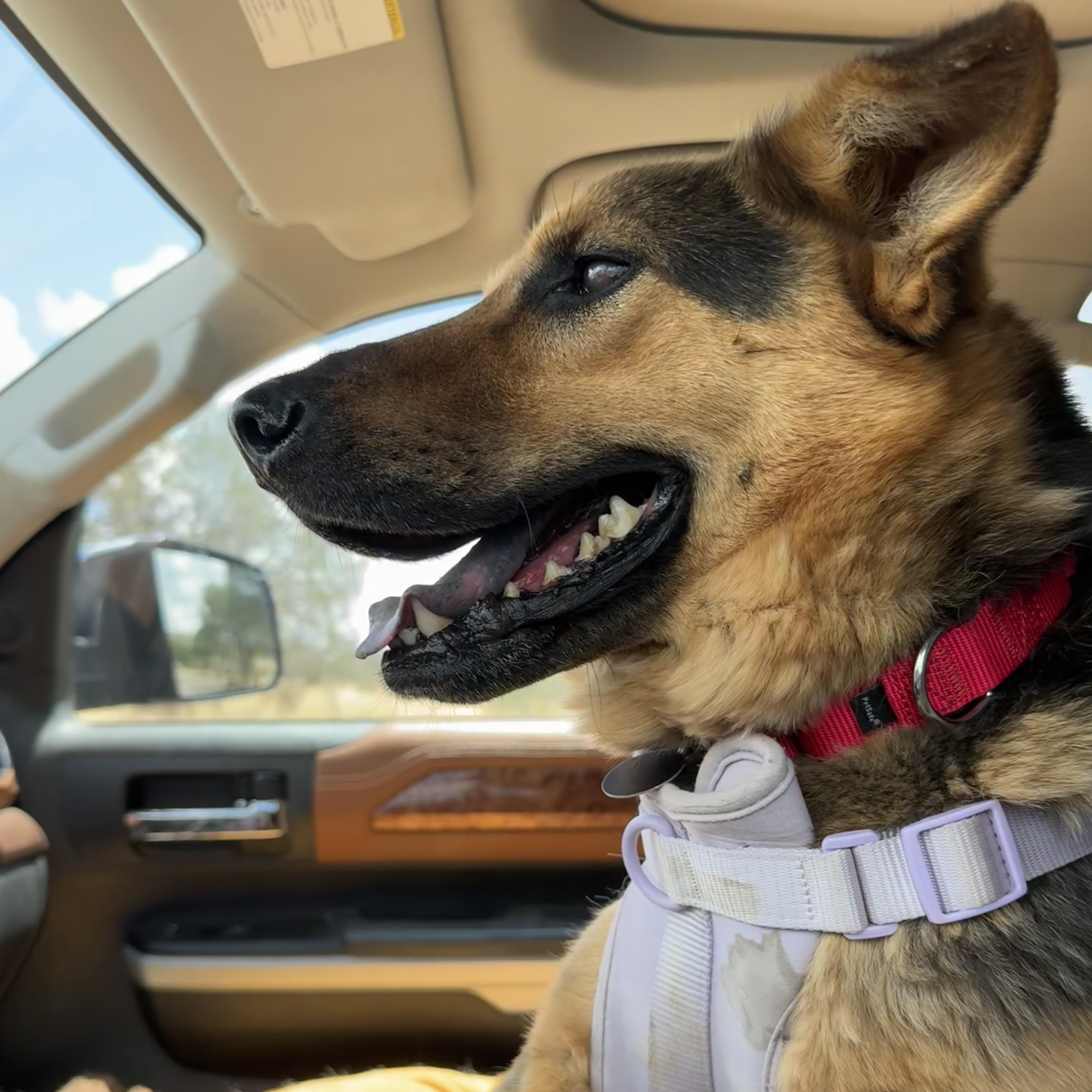 Enlarge Daisy, a ADOPTABLE mixed breed in Marfa, TX image 3/4