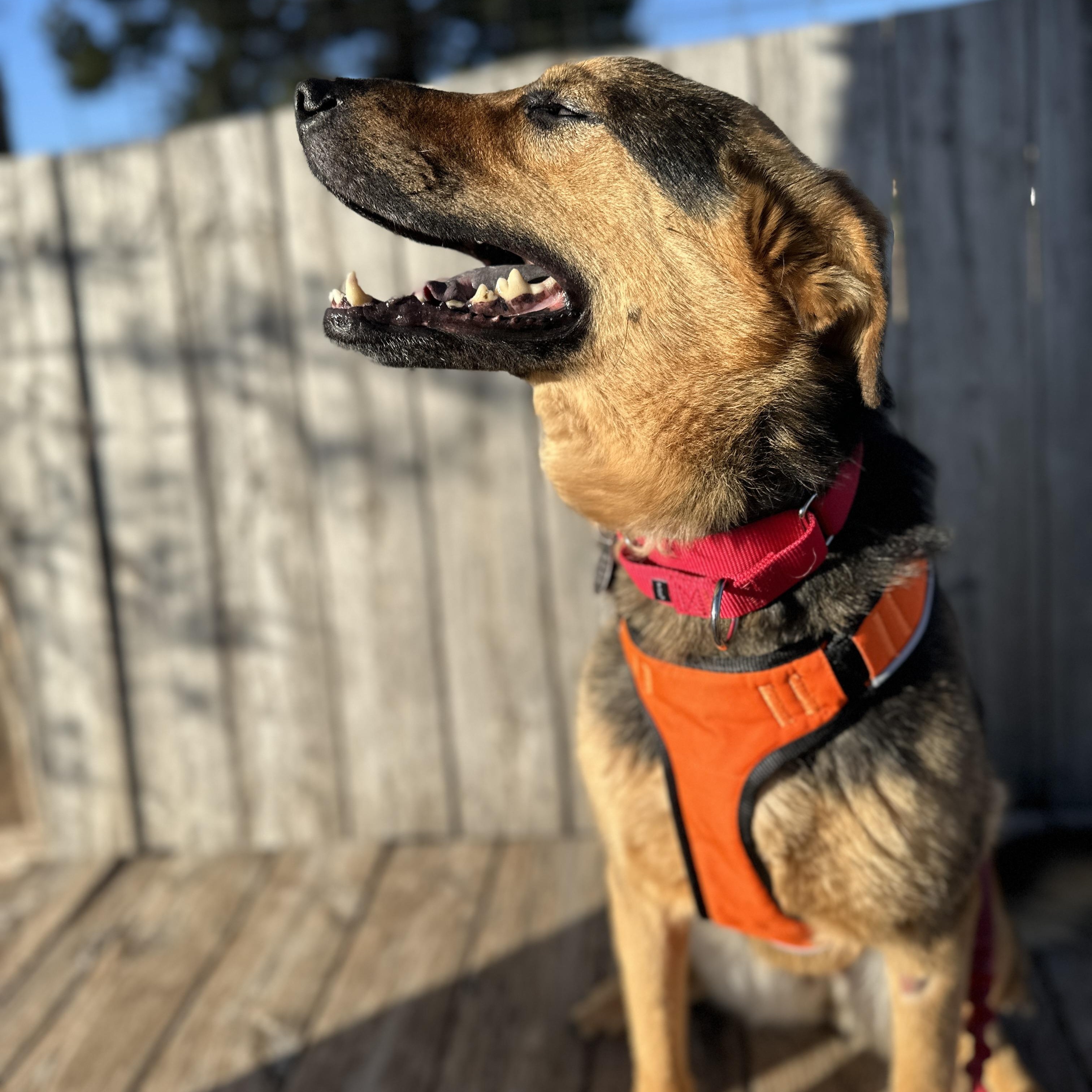Daisy, a ADOPTABLE mixed breed in Marfa, TX image 5/6