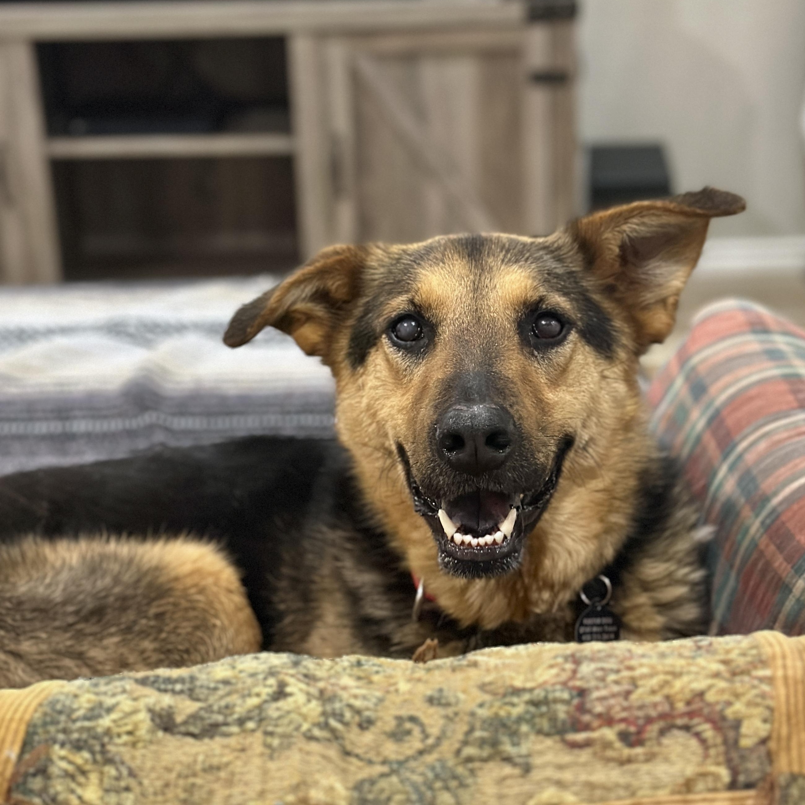 Daisy, a ADOPTABLE mixed breed in Marfa, TX image 6/6