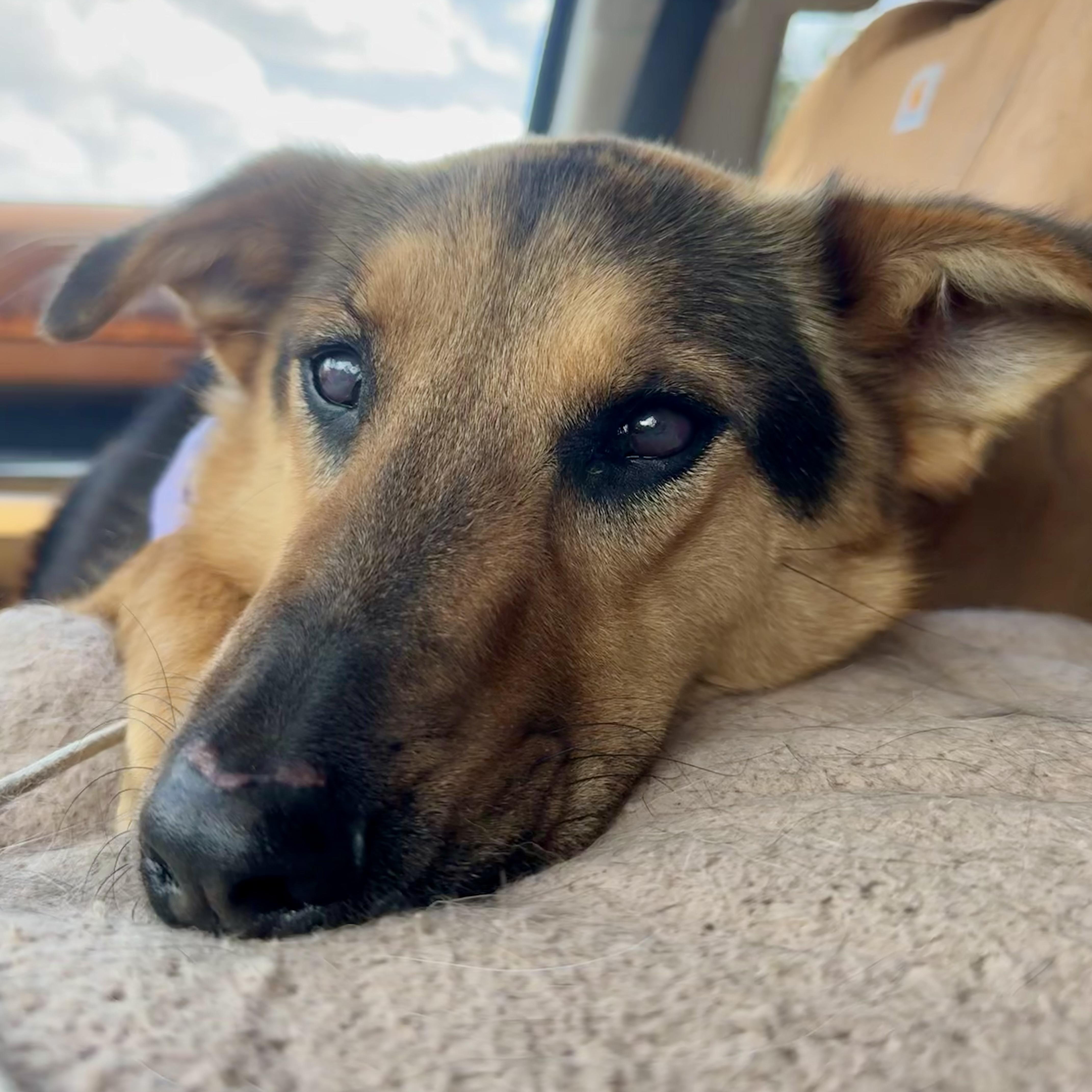 Enlarge Daisy, a ADOPTABLE mixed breed in Marfa, TX image 4/4