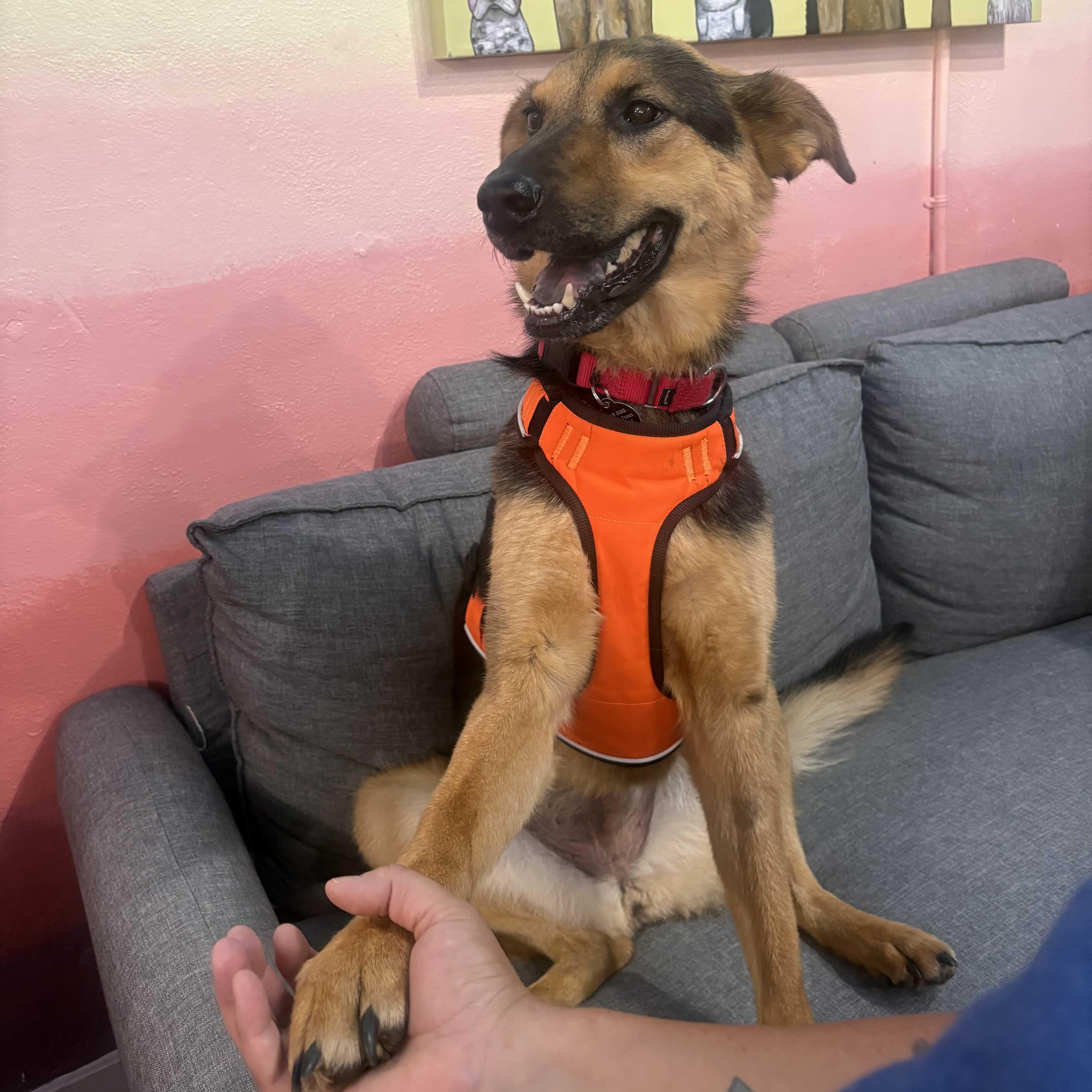 Daisy, a ADOPTABLE mixed breed in Marfa, TX image 3/6