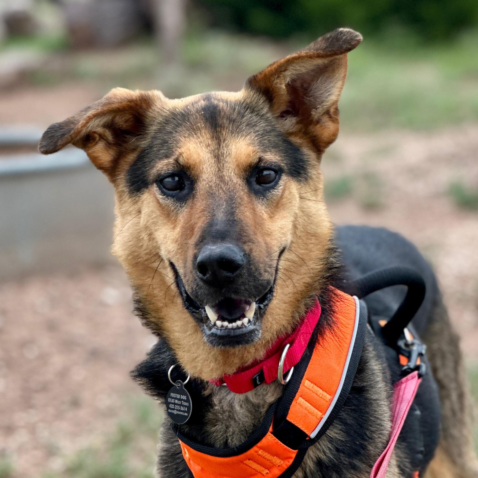 Daisy, a ADOPTABLE mixed breed in Marfa, TX image 1/6