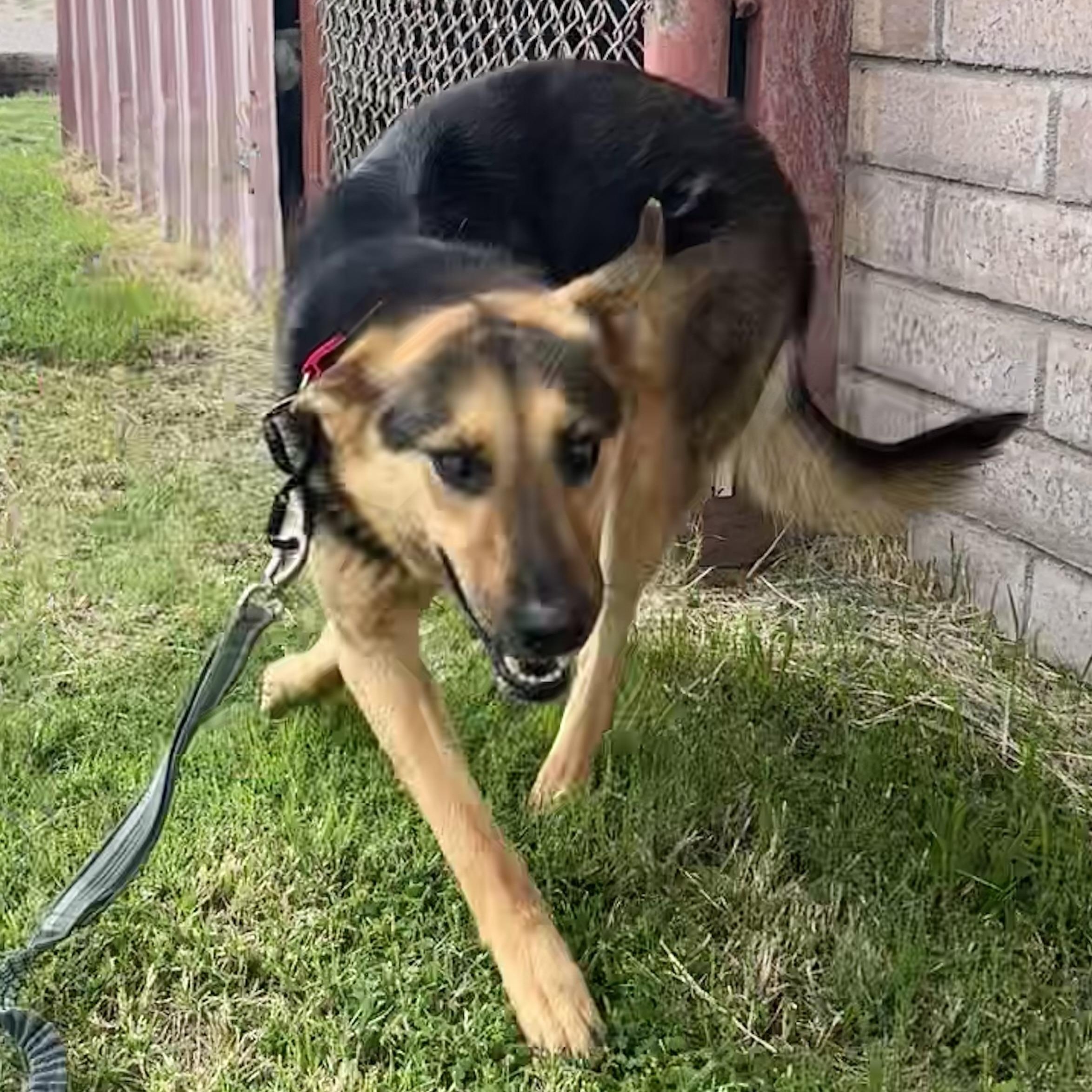 Enlarge Daisy, a ADOPTABLE mixed breed in Marfa, TX image 2/4