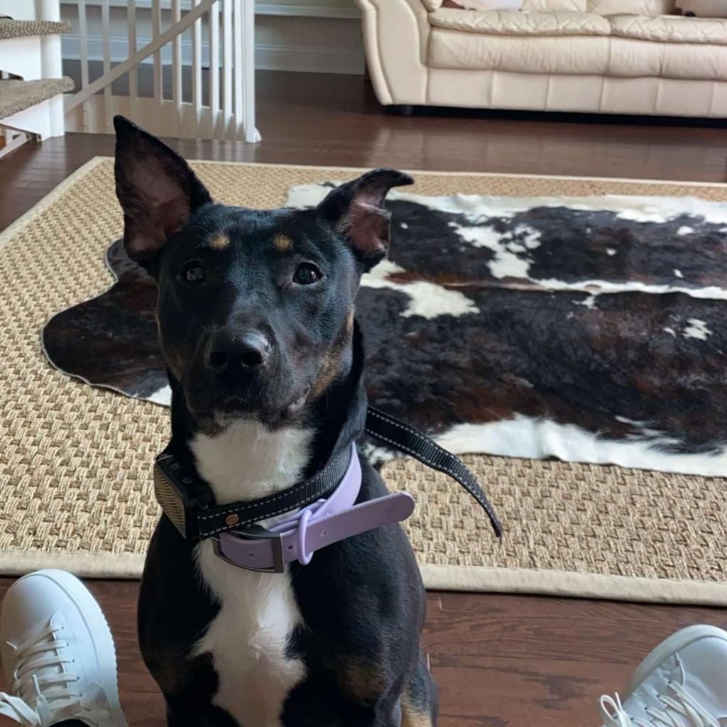 Lyla — thumbnail 6